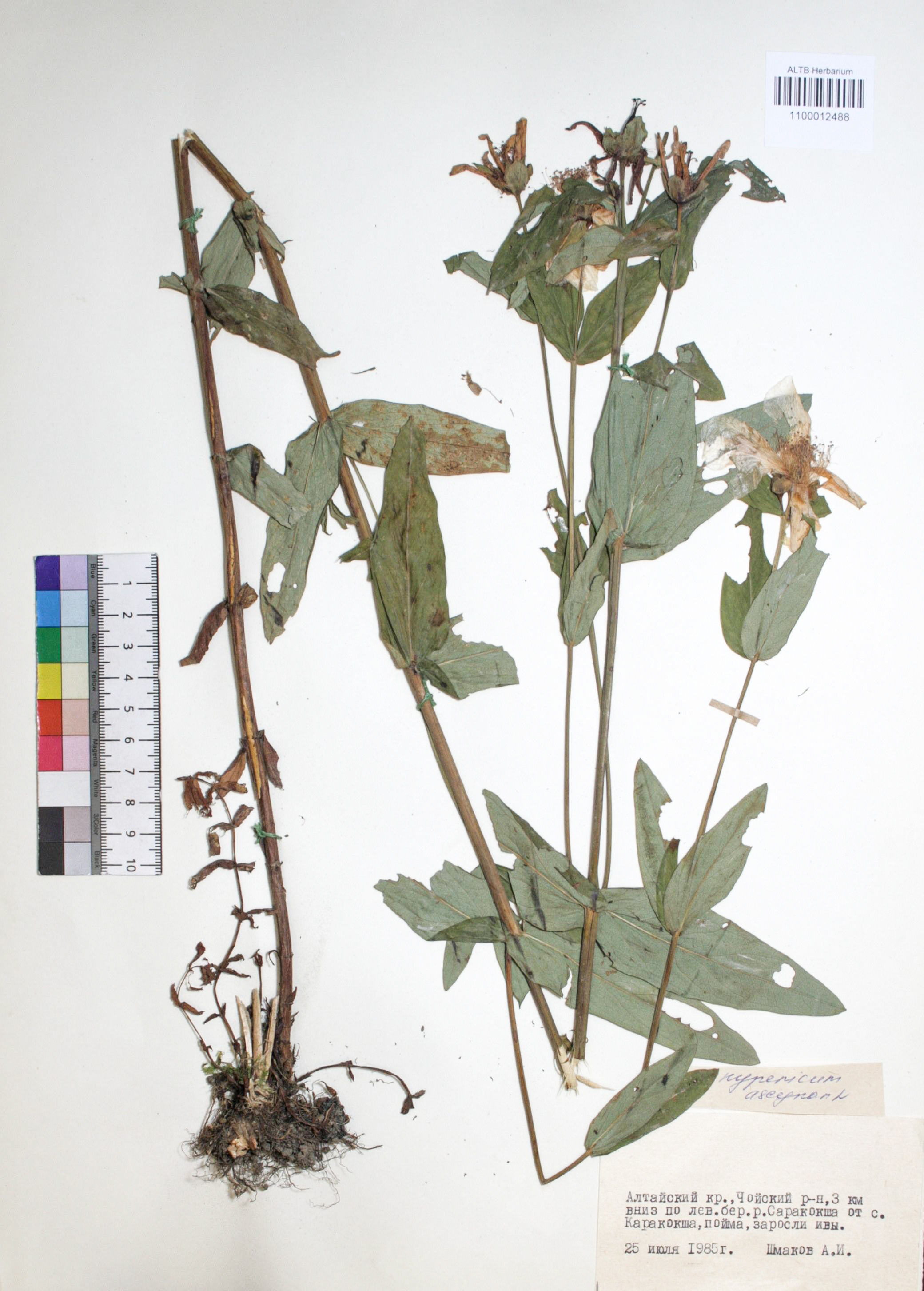 Hypericum ascyron L.