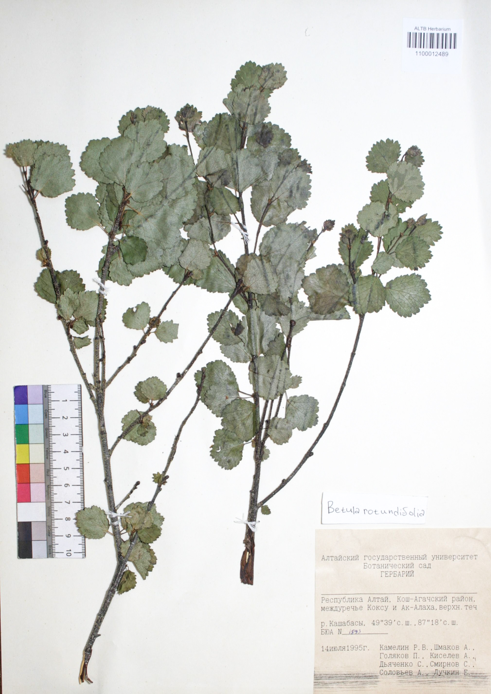 Betula rotundifolia Spach