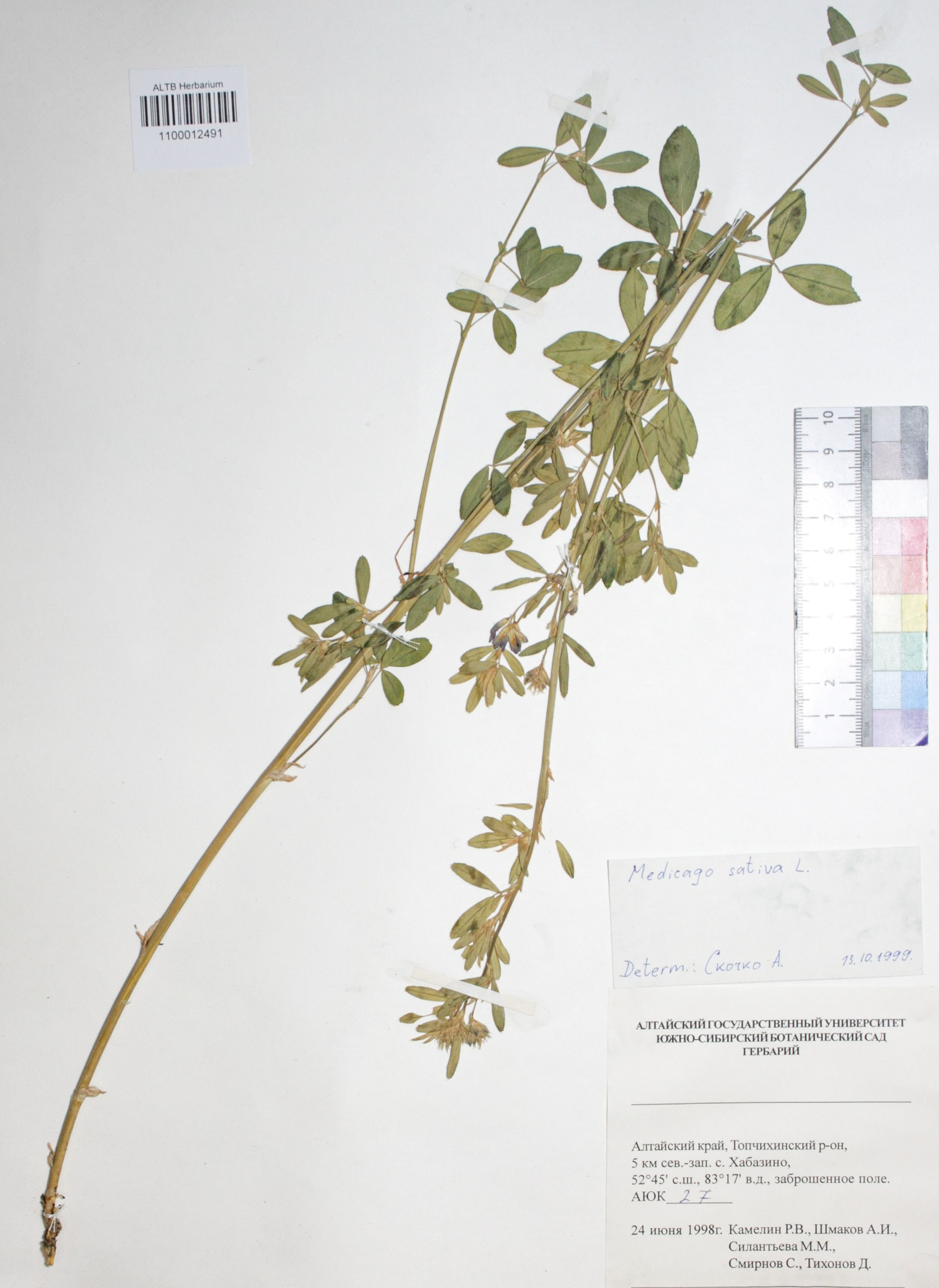 Medicago sativa L.