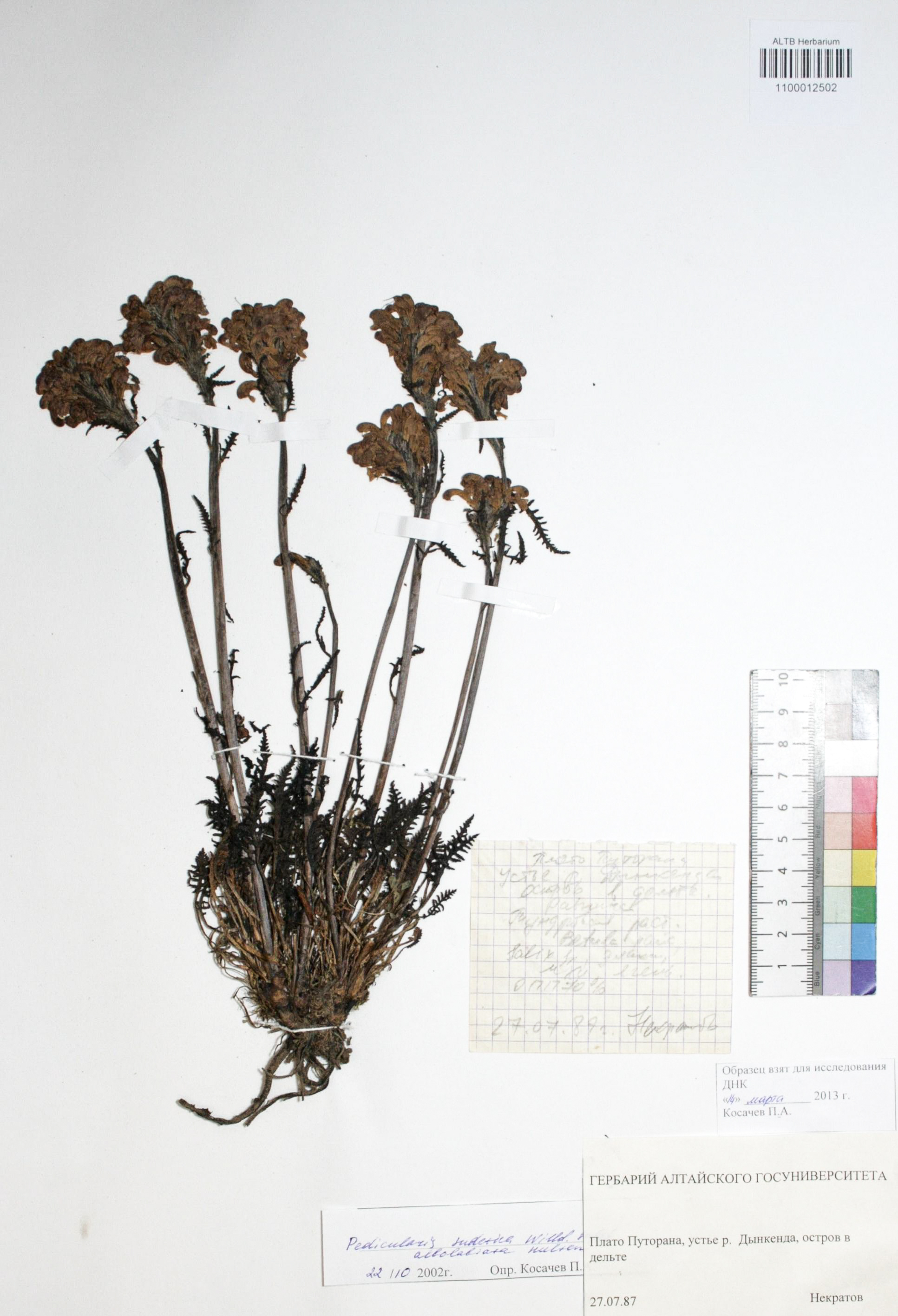 Pedicularis sudetica Willd. subsp albolabiata Hulten