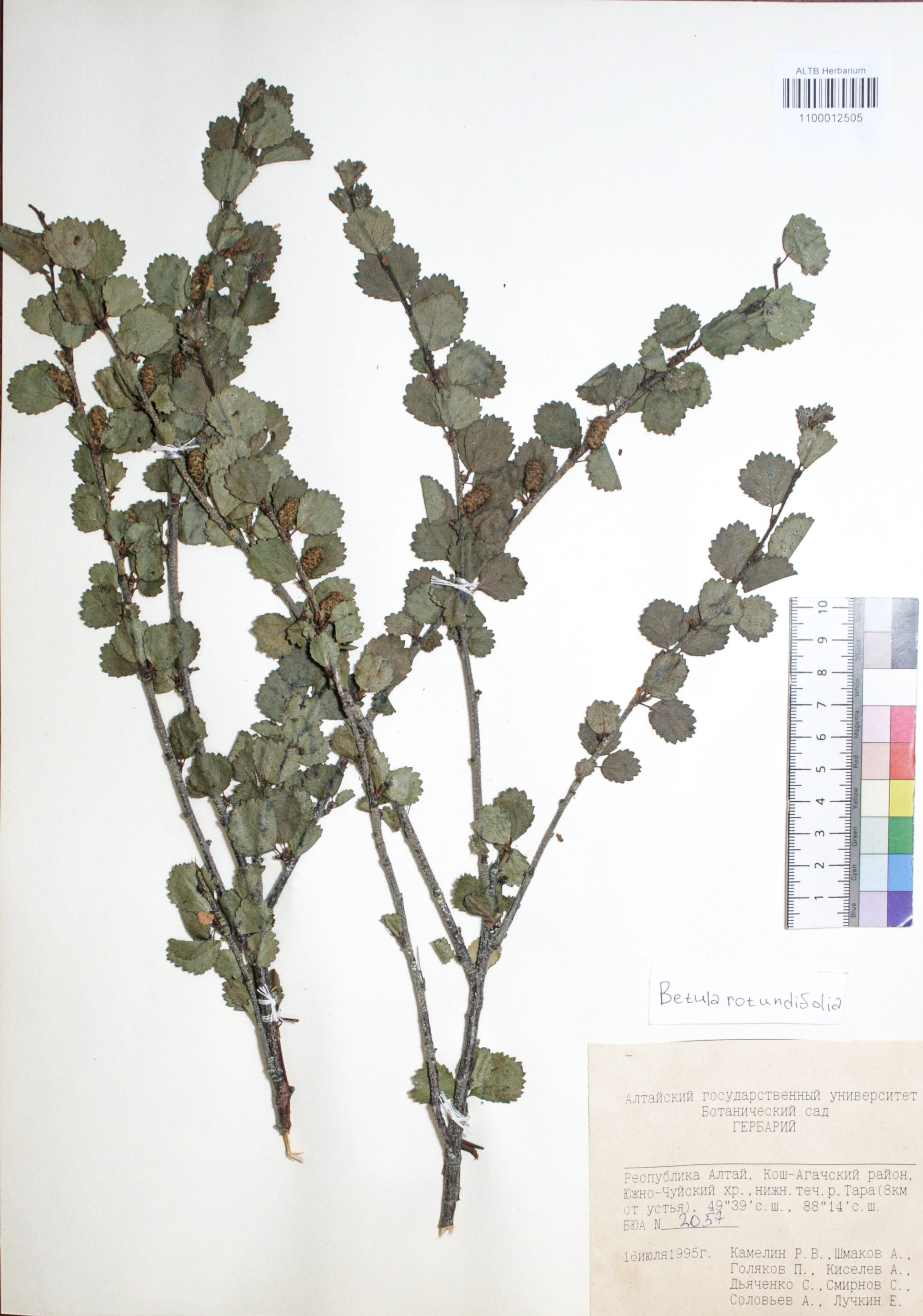 Betula rotundifolia Spach