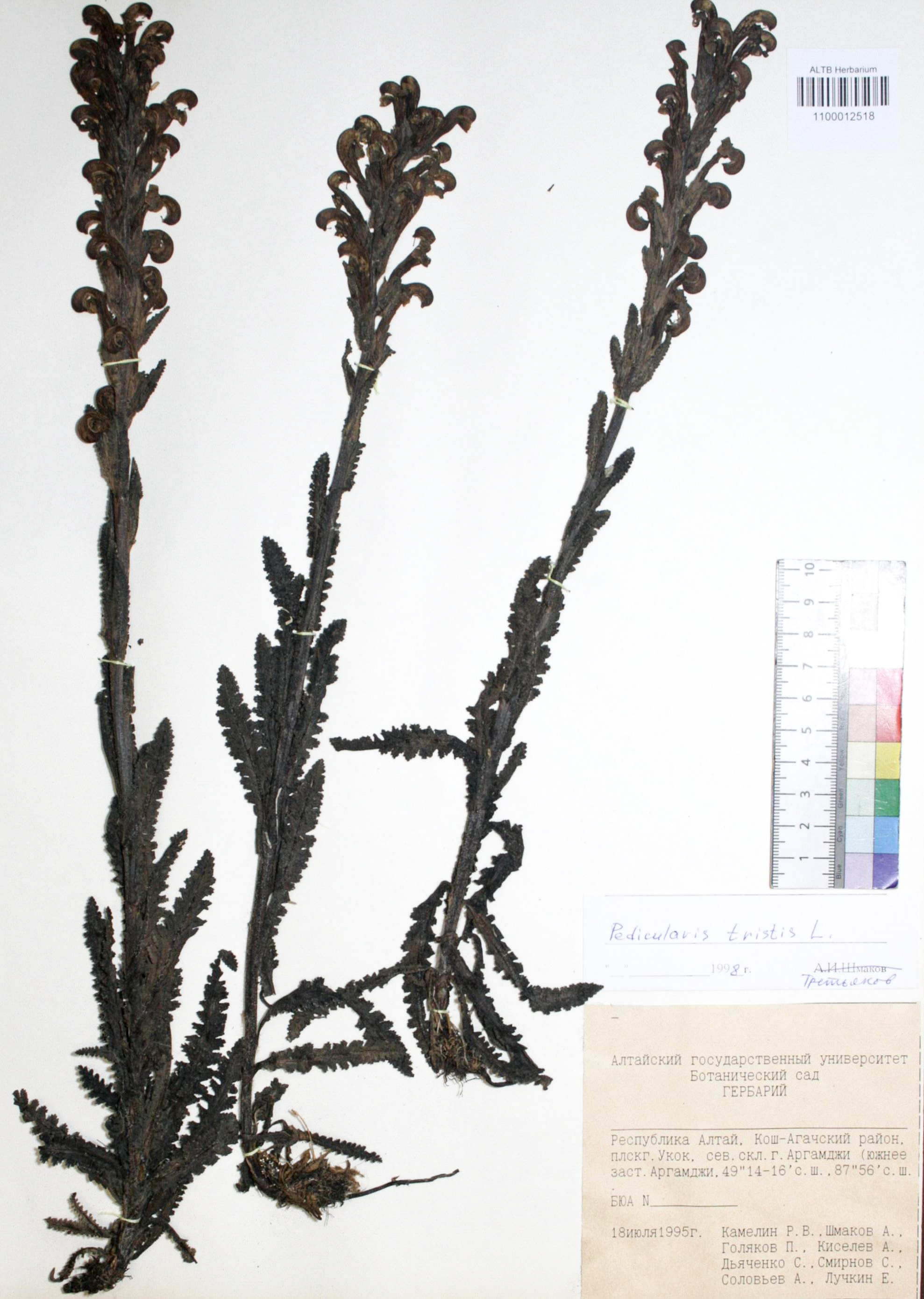 Pedicularis tristis L.