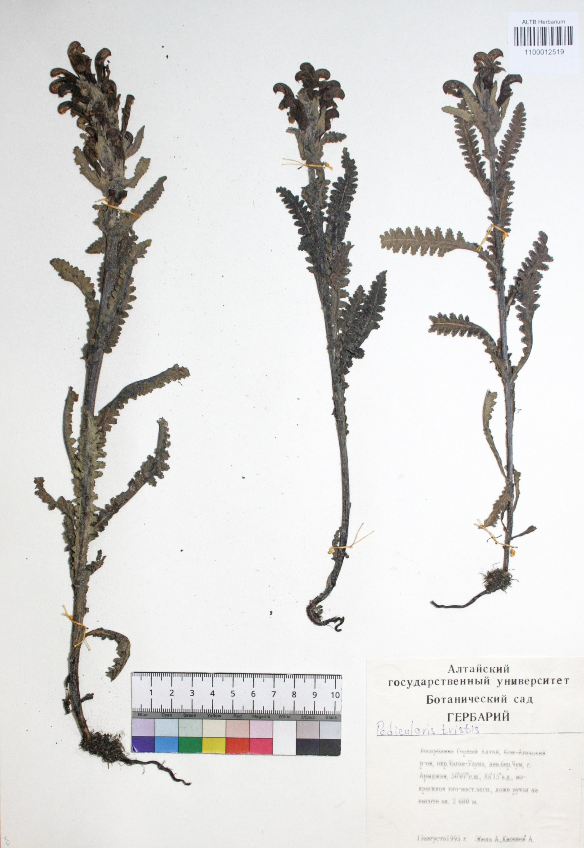 Pedicularis tristis L.