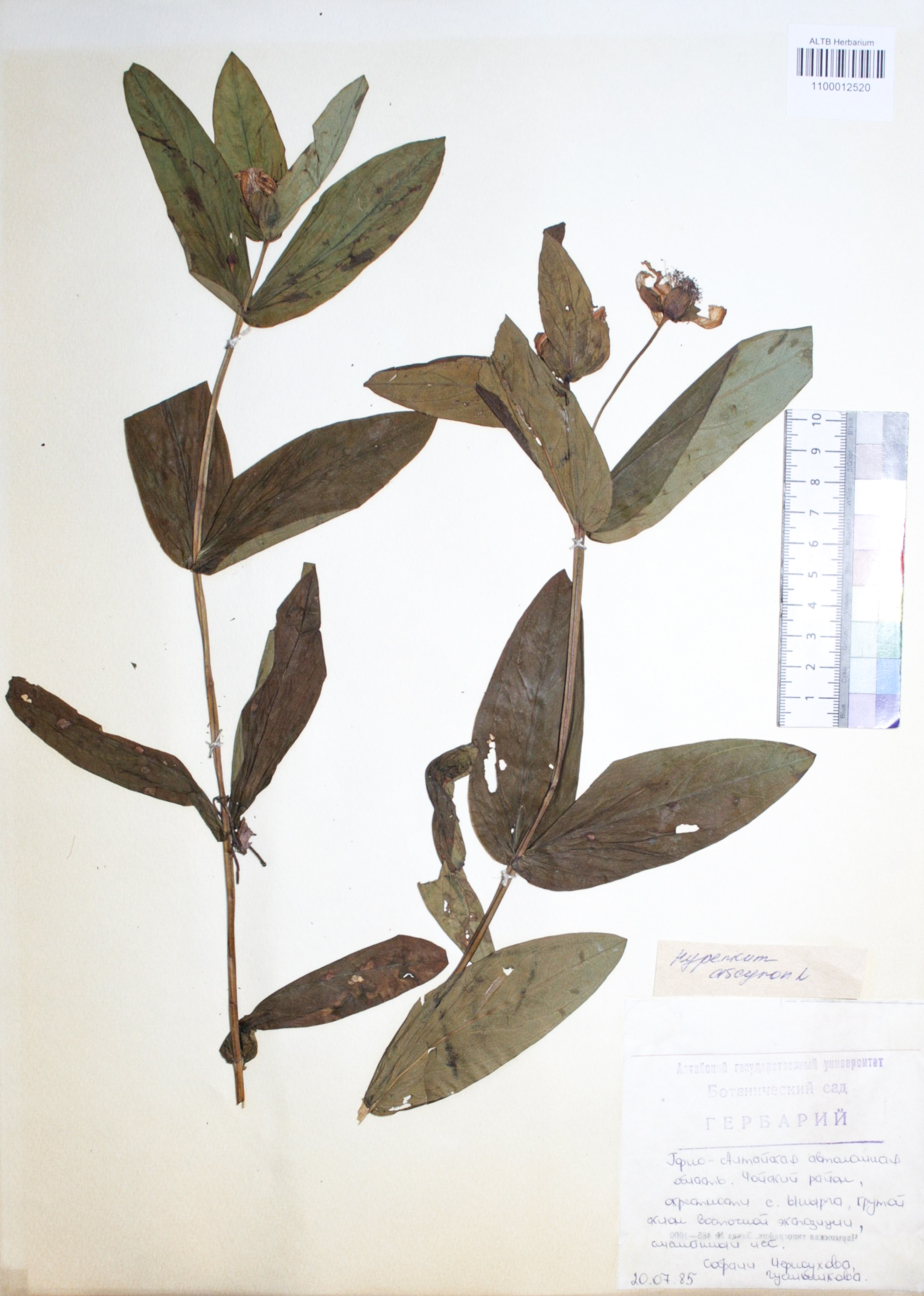 Hypericum ascyron L.