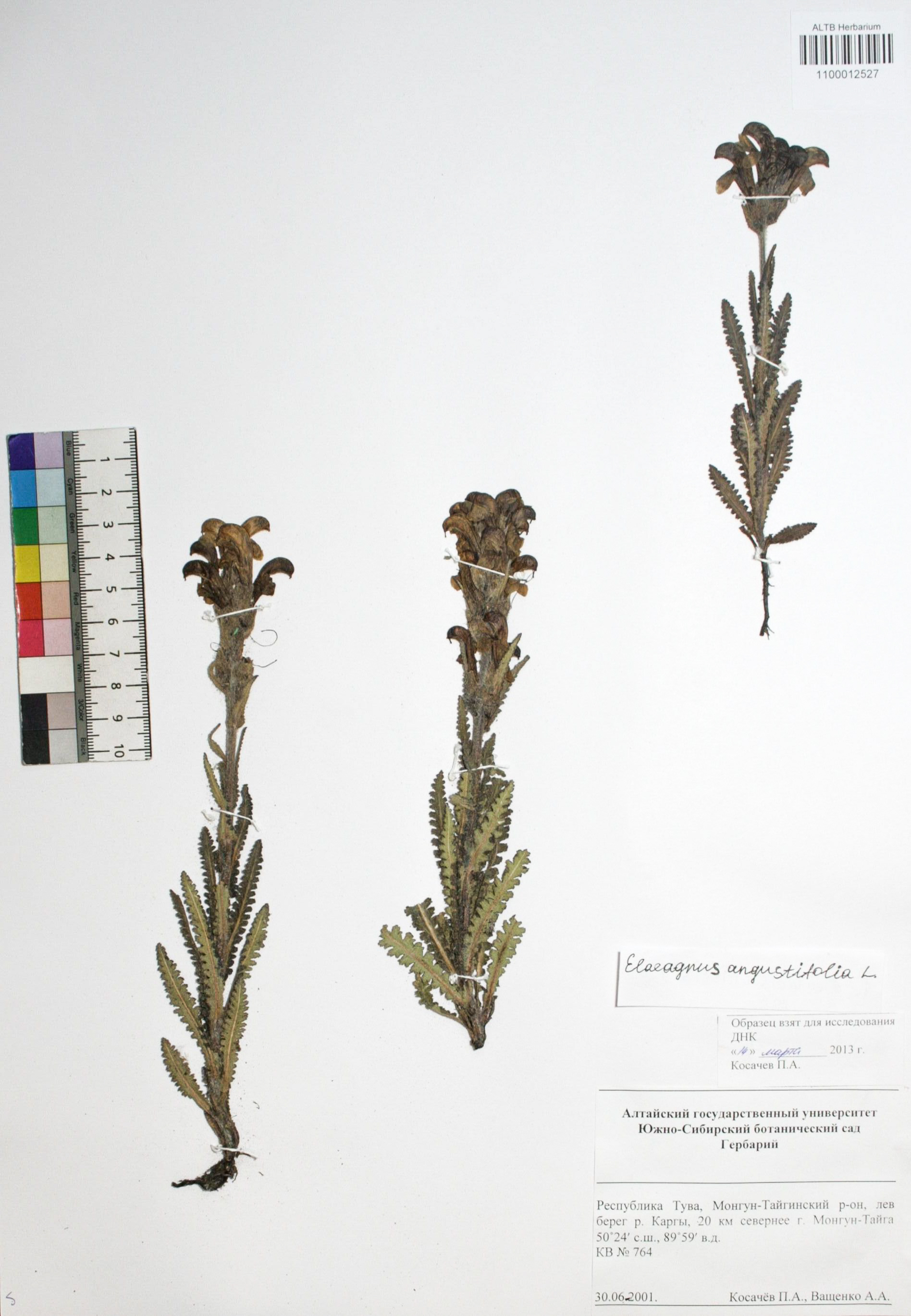 Elaeagnus angustifolia L.