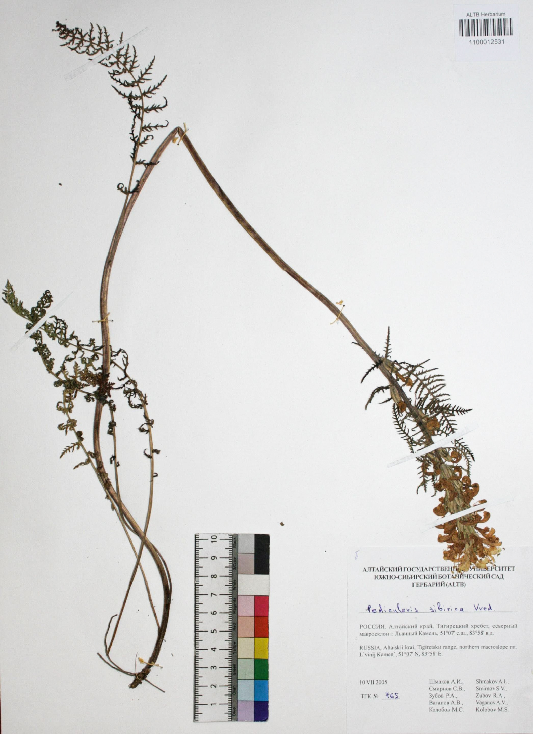 Pedicularis sibirica Vved.