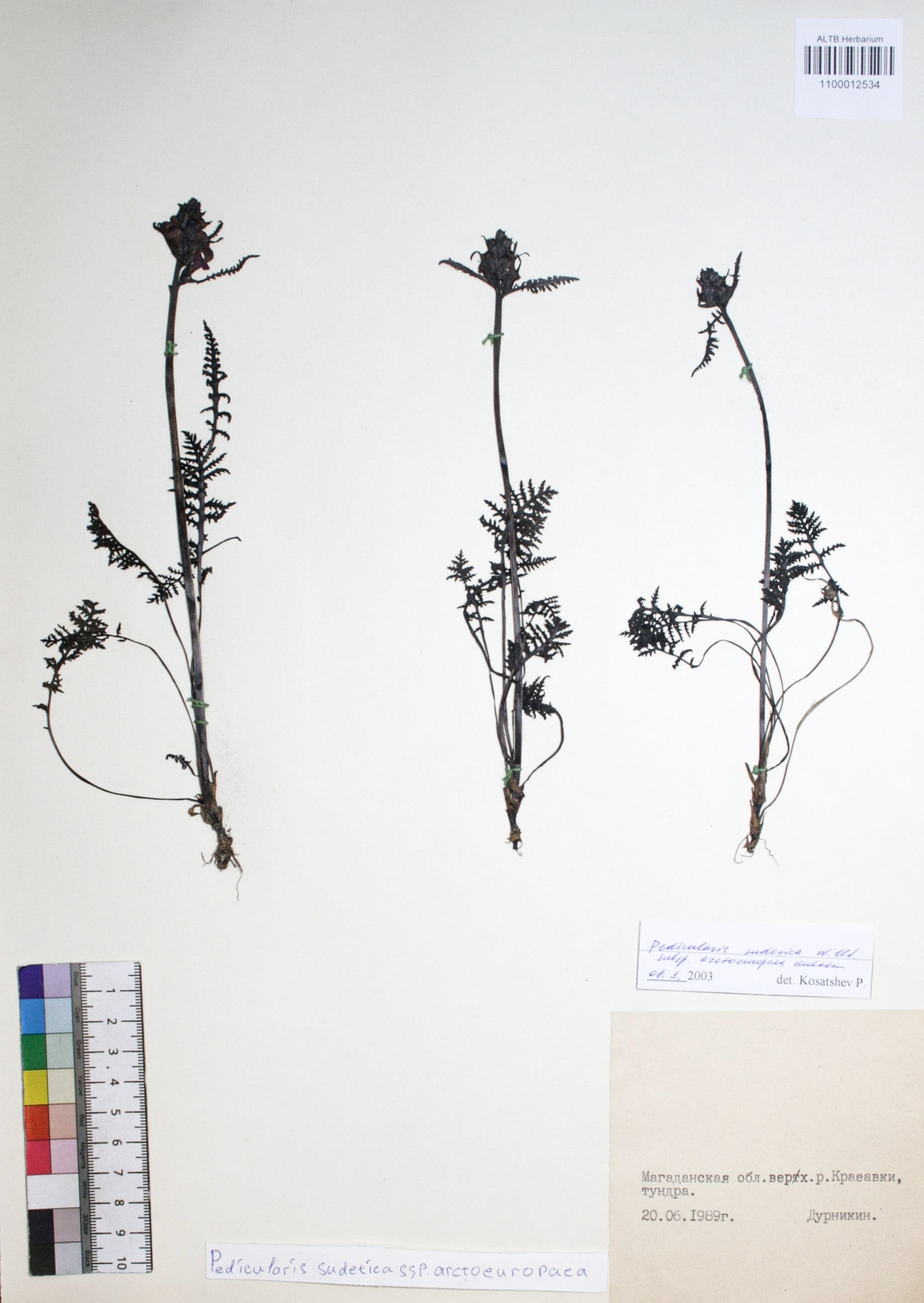 Pedicularis sudetica subsp. arctoeuropaea Hulten