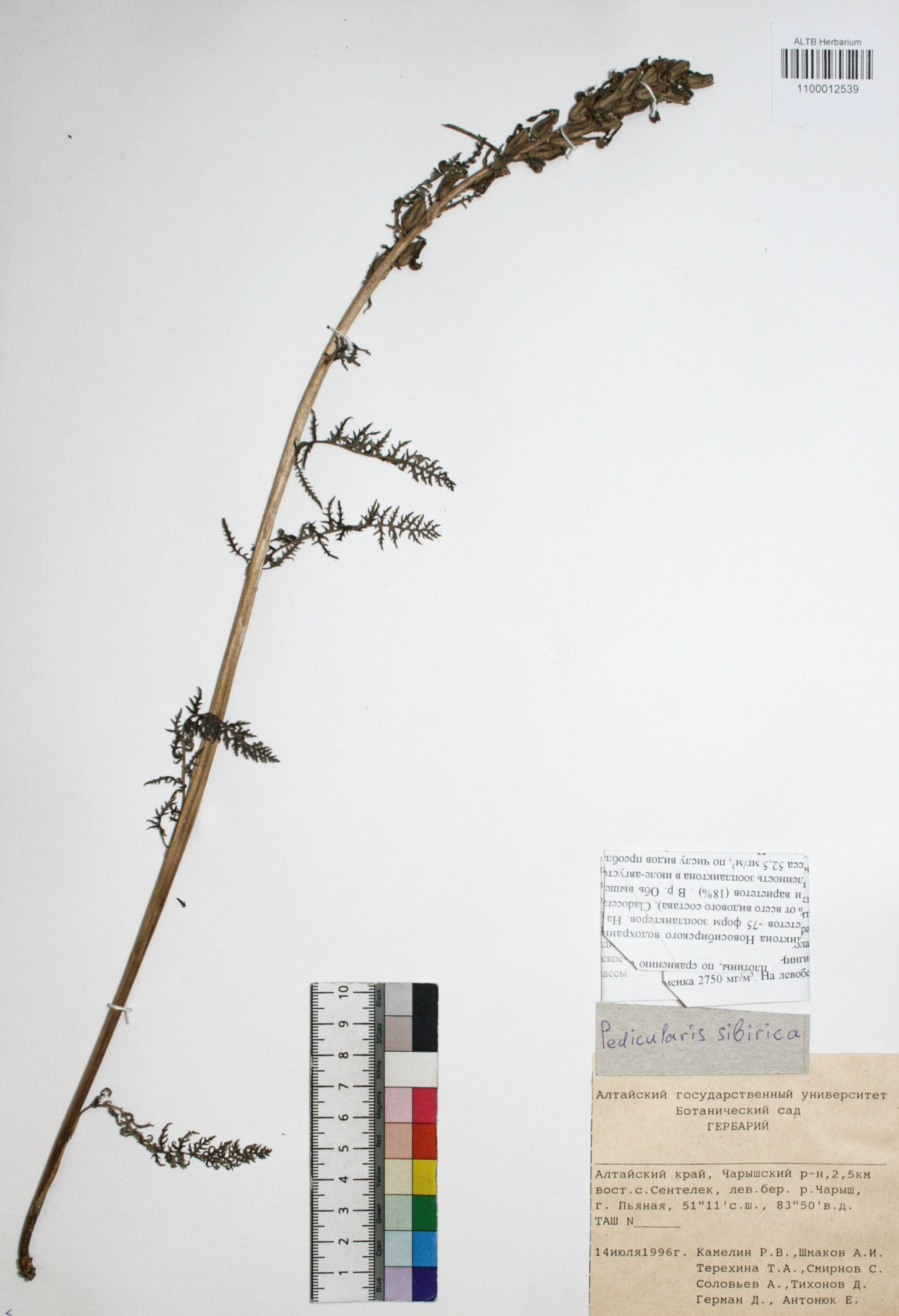 Pedicularis sibirica Vved.