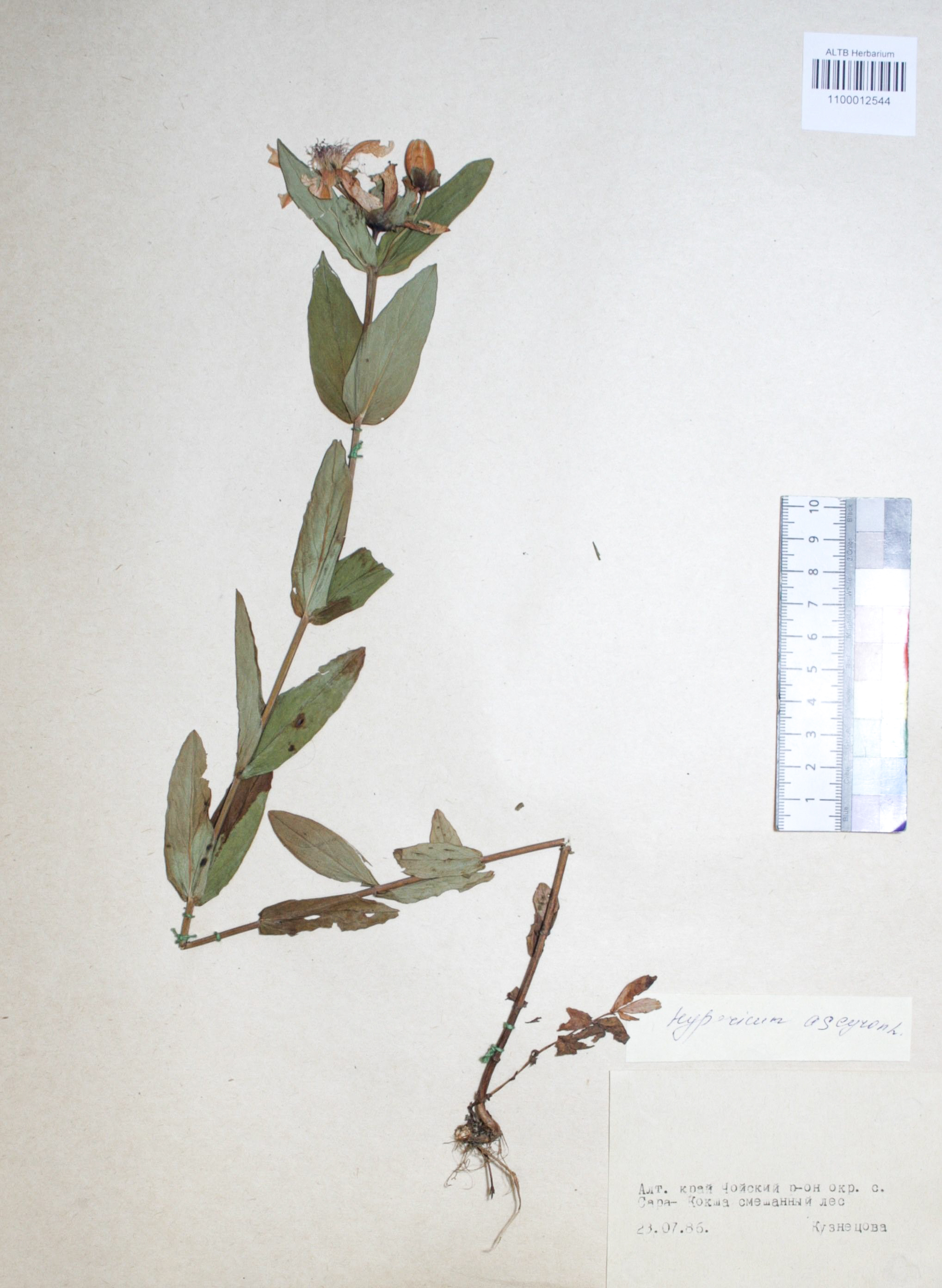 Hypericum ascyron L.