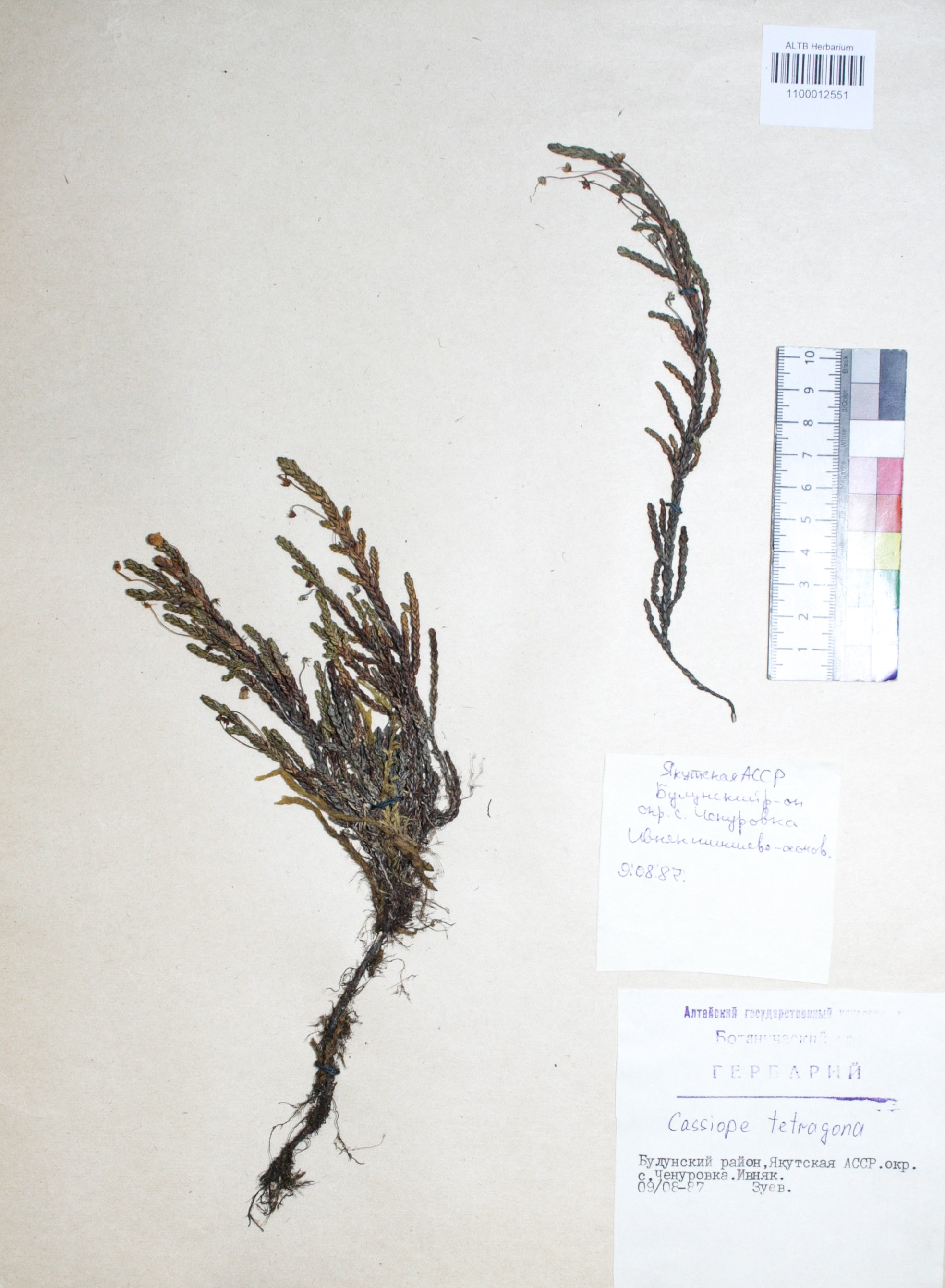 Cassiope tetragona (L.) D.Don