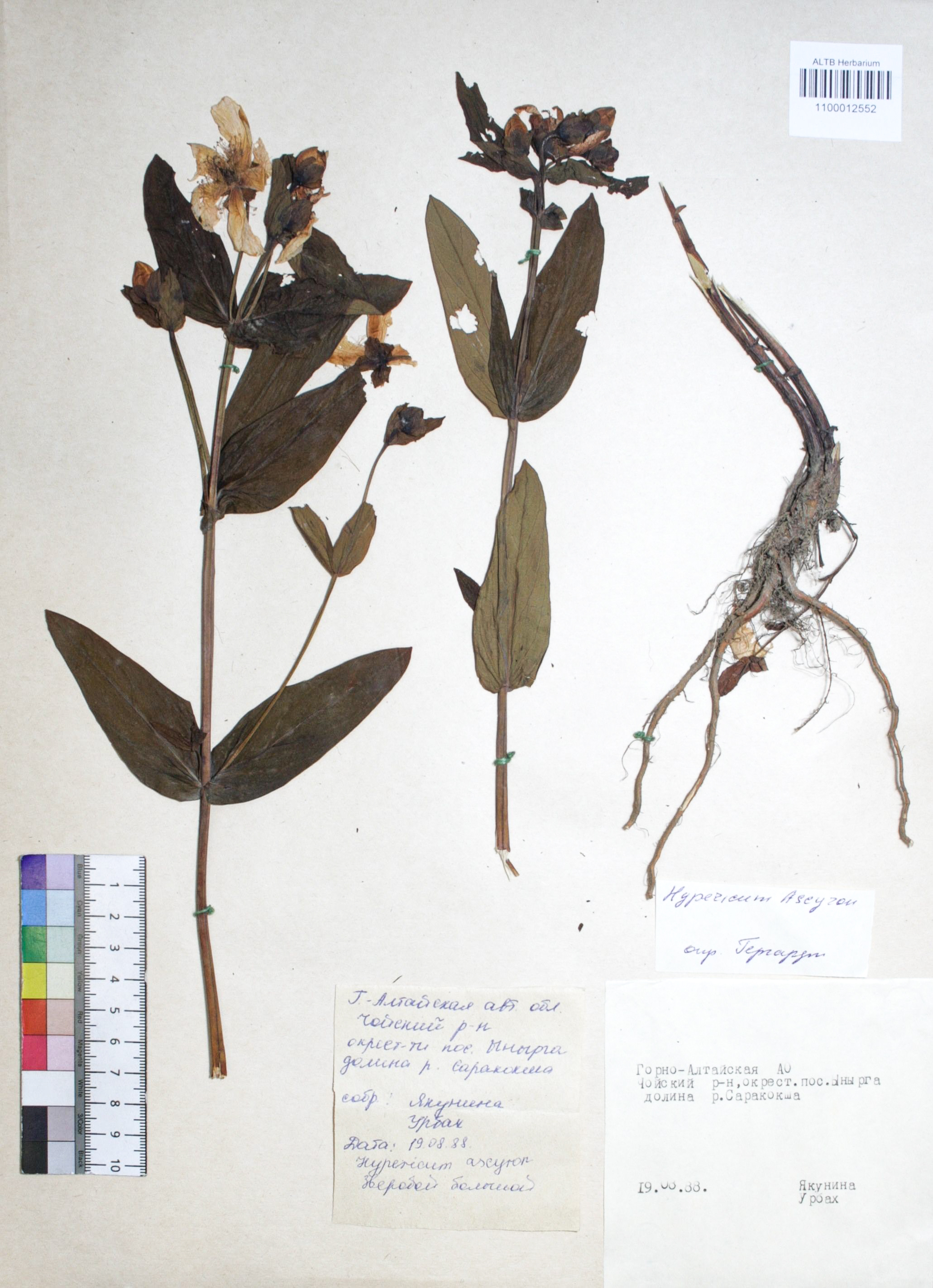 Hypericum ascyron L.