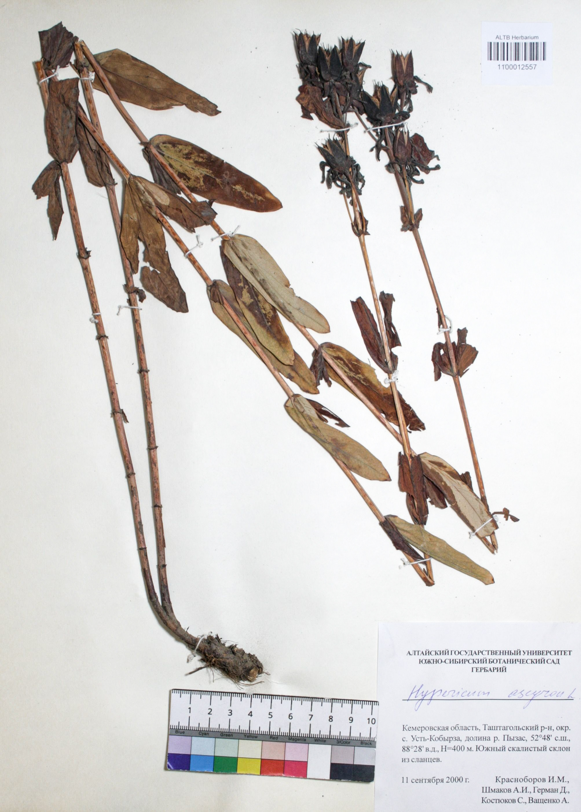 Hypericum ascyron L.