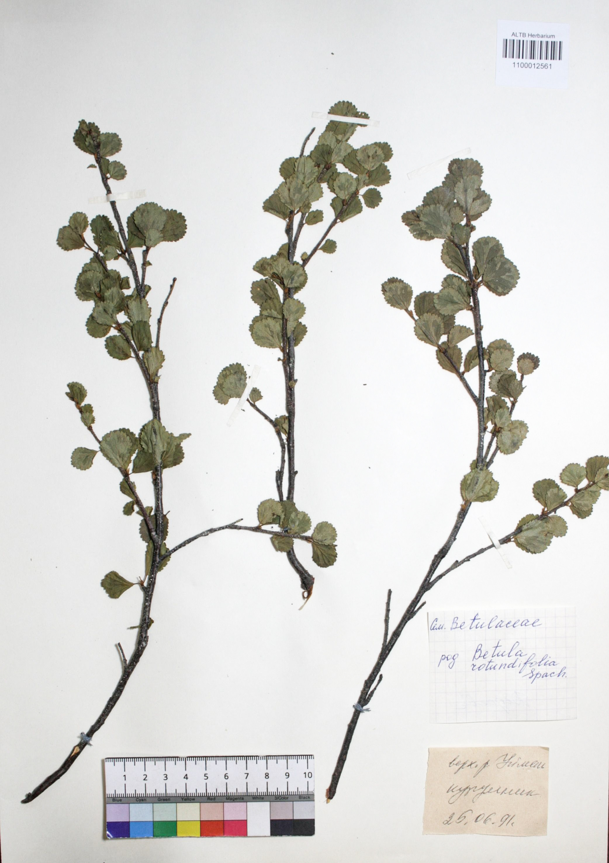 Betula rotundifolia Spach