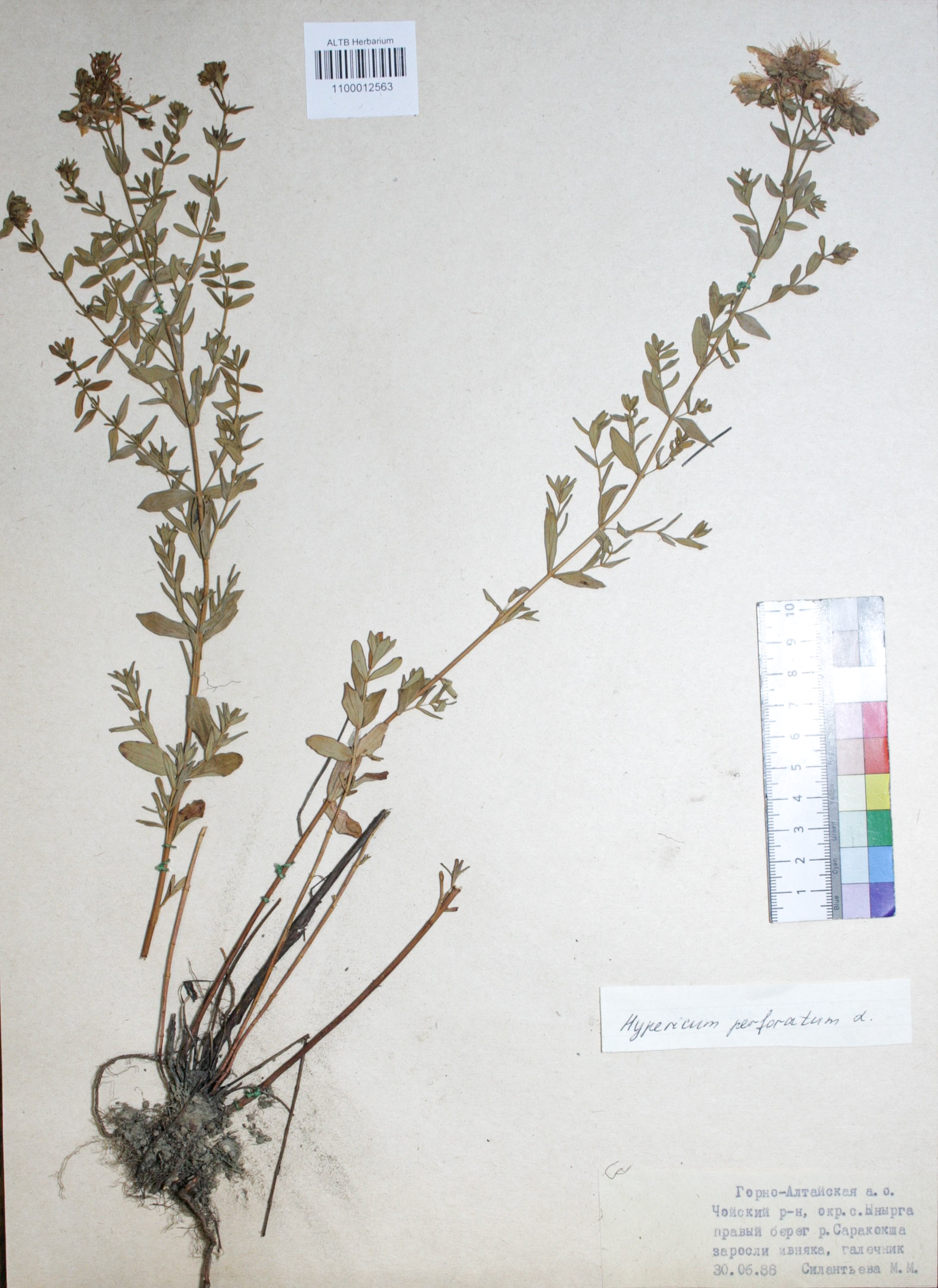 Hypericum perforatum L.