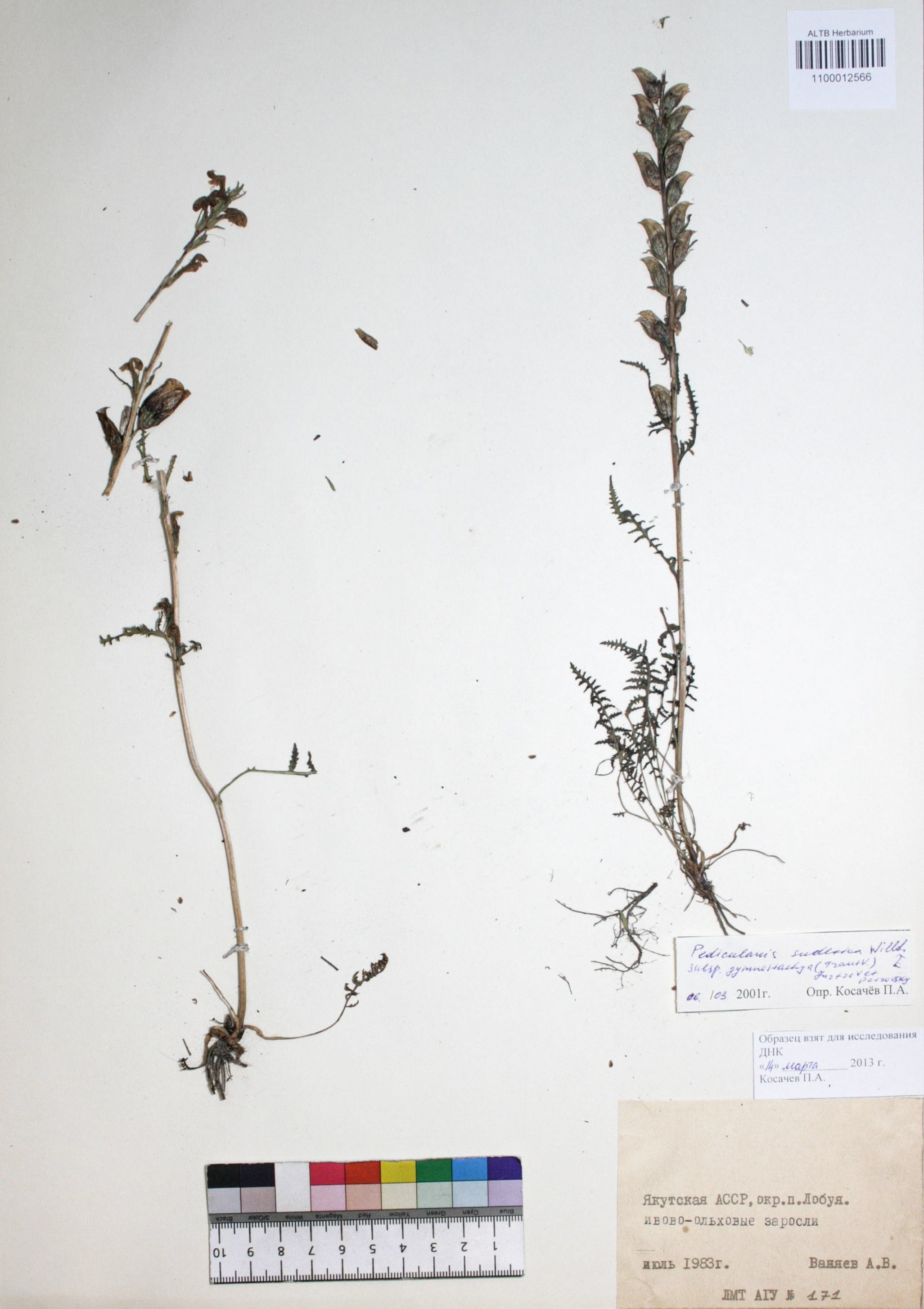 Pedicularis sudetica Willd. subsp. gymnostachya (Trautv.) Jurtzev  Petrovsky