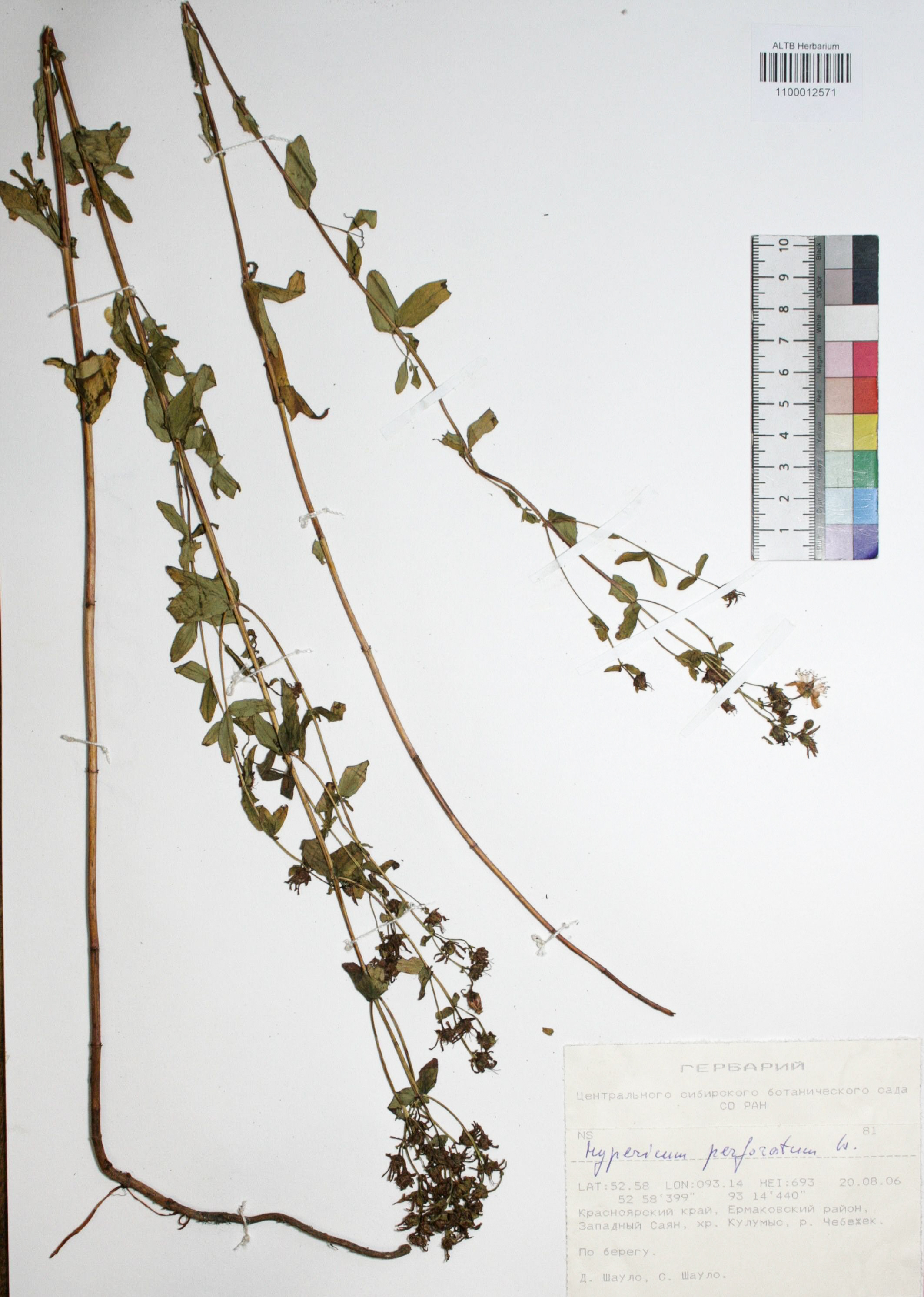 Hypericum perforatum L.