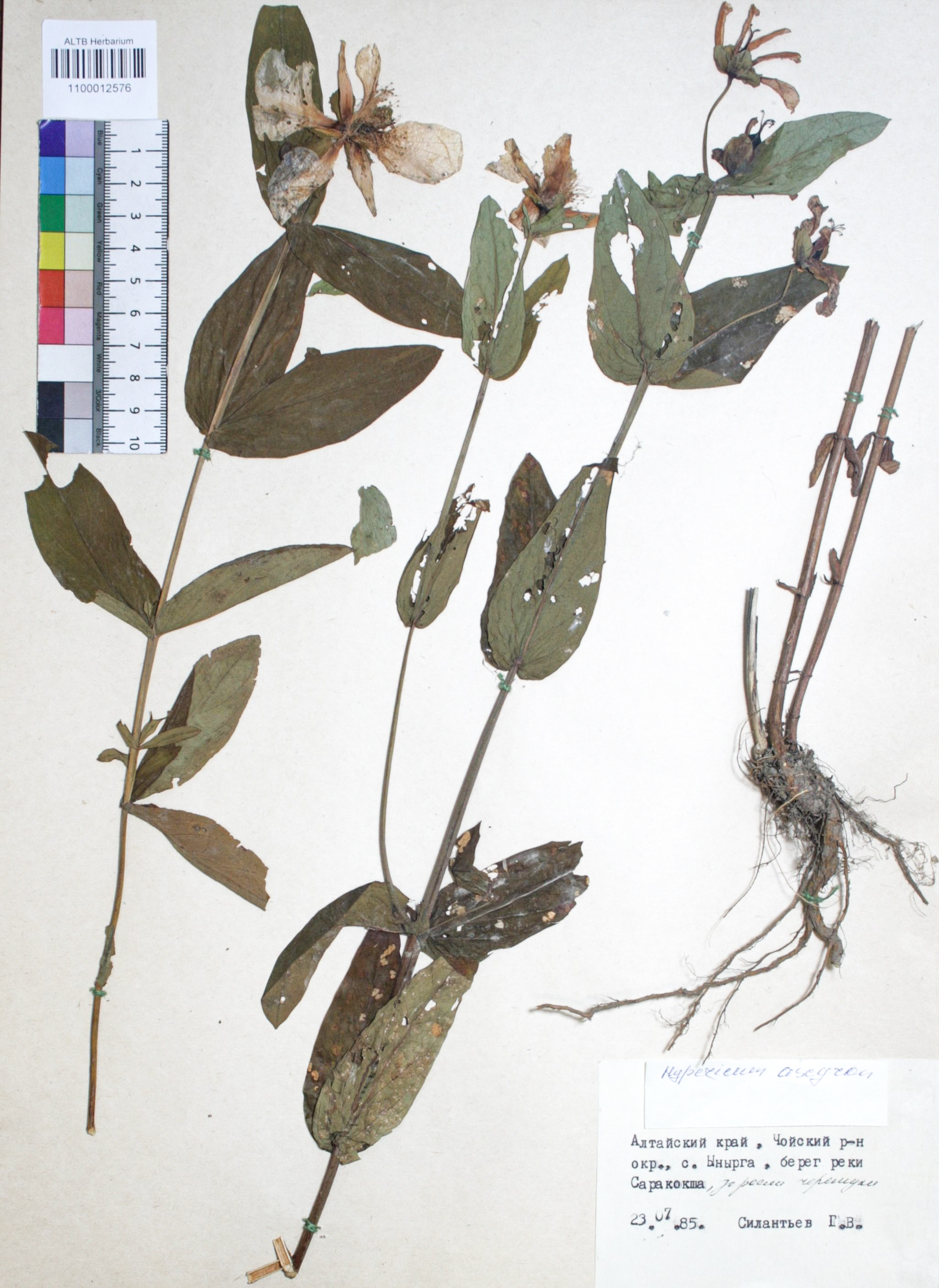 Hypericum ascyron L.