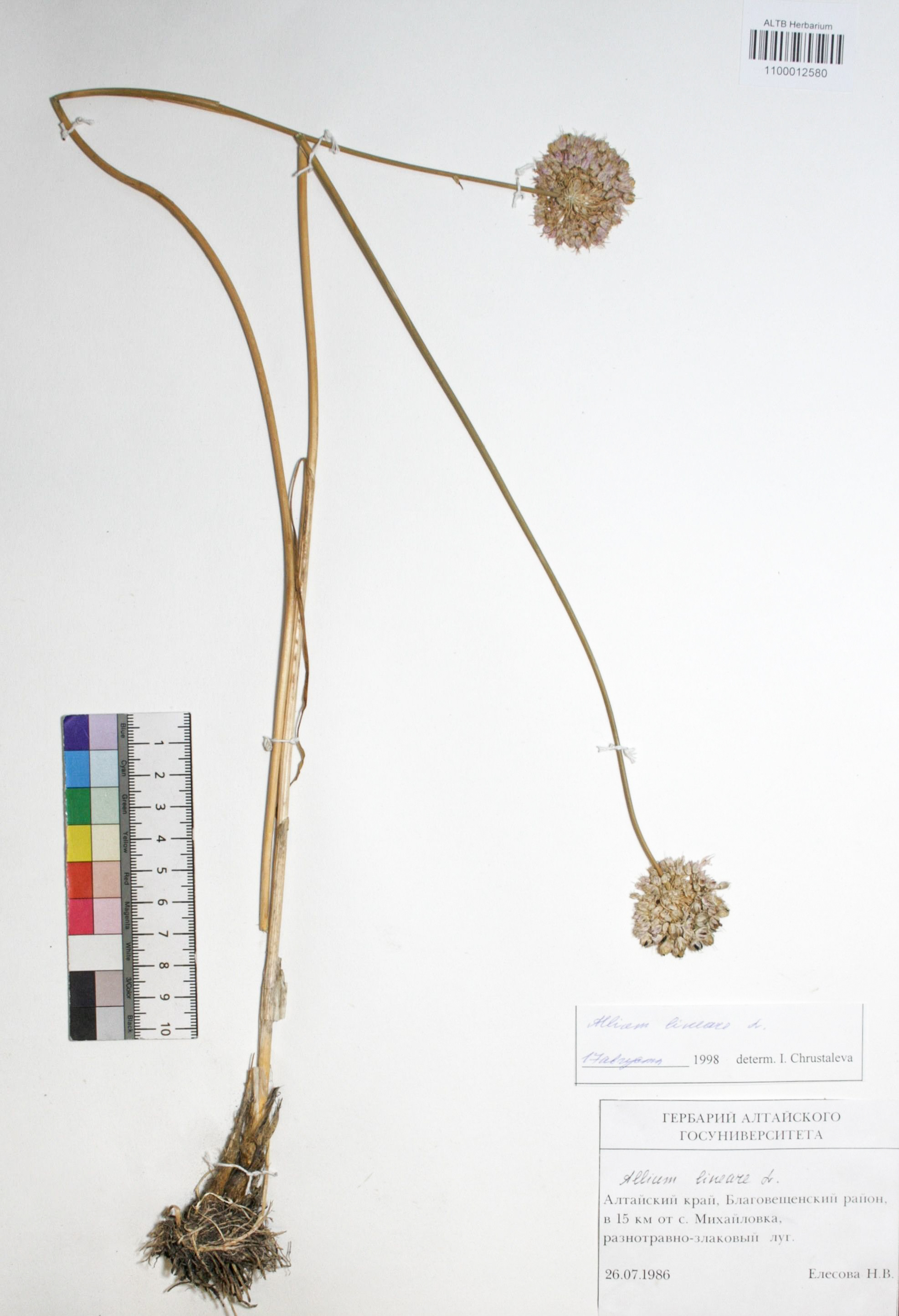 Allium lineare L.