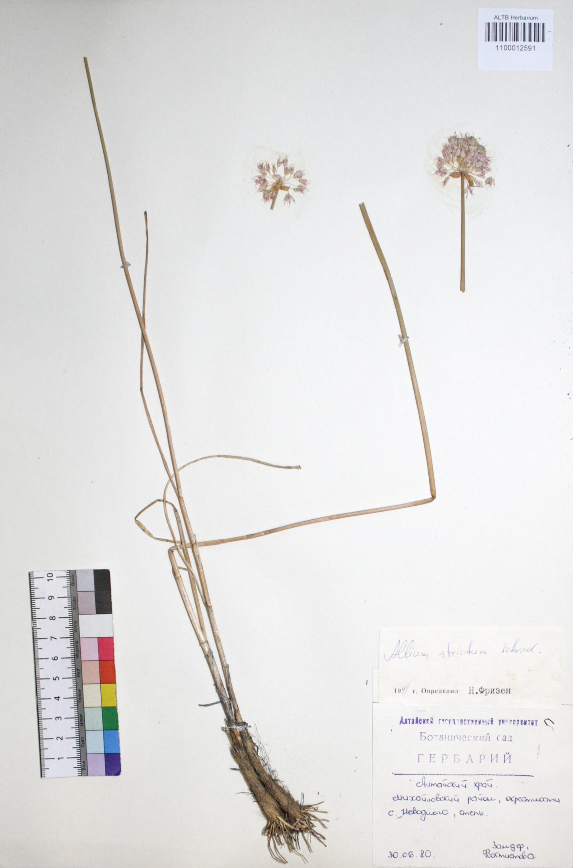 Allium strictum Schrad.