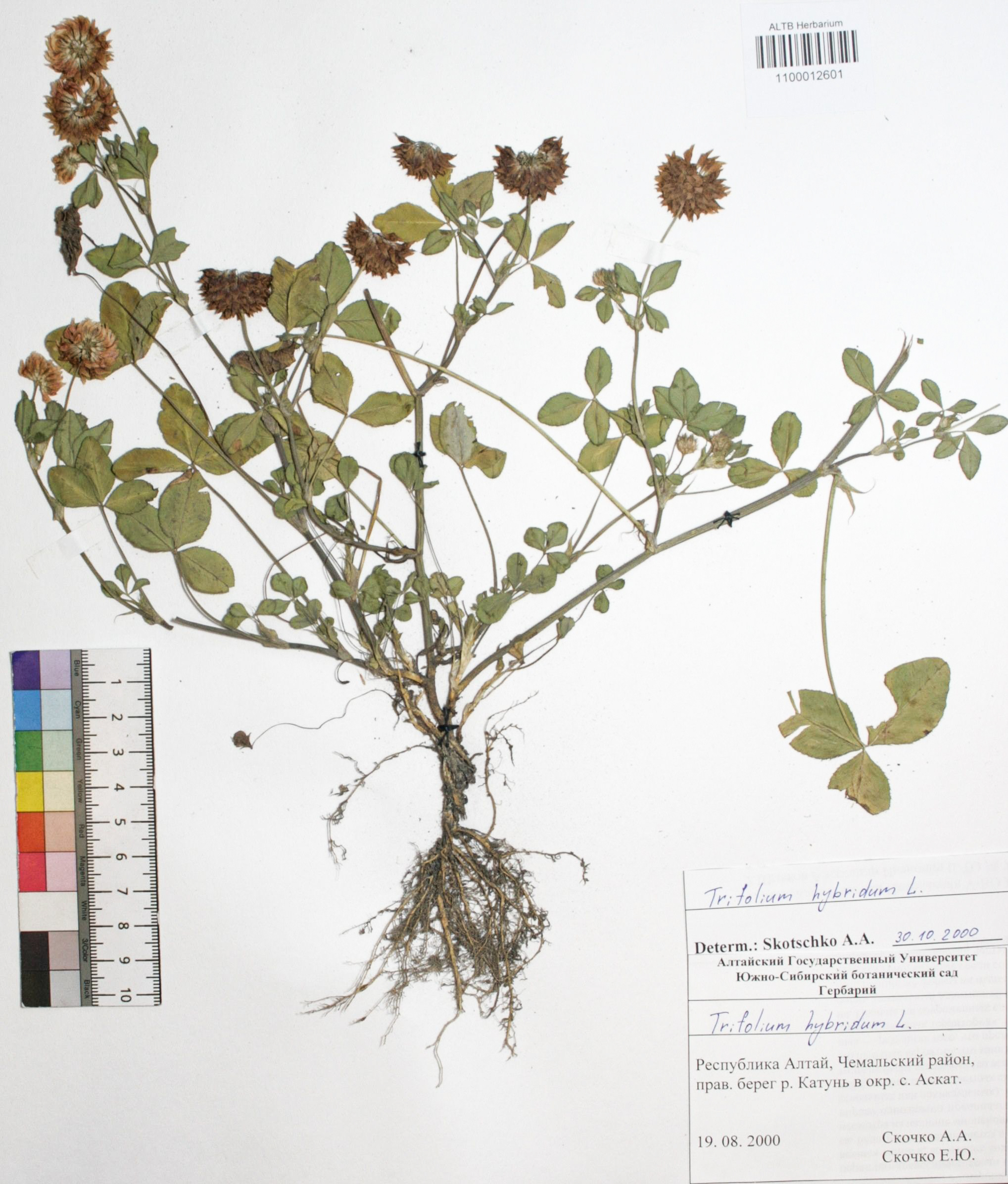 Trifolium hybridum L.