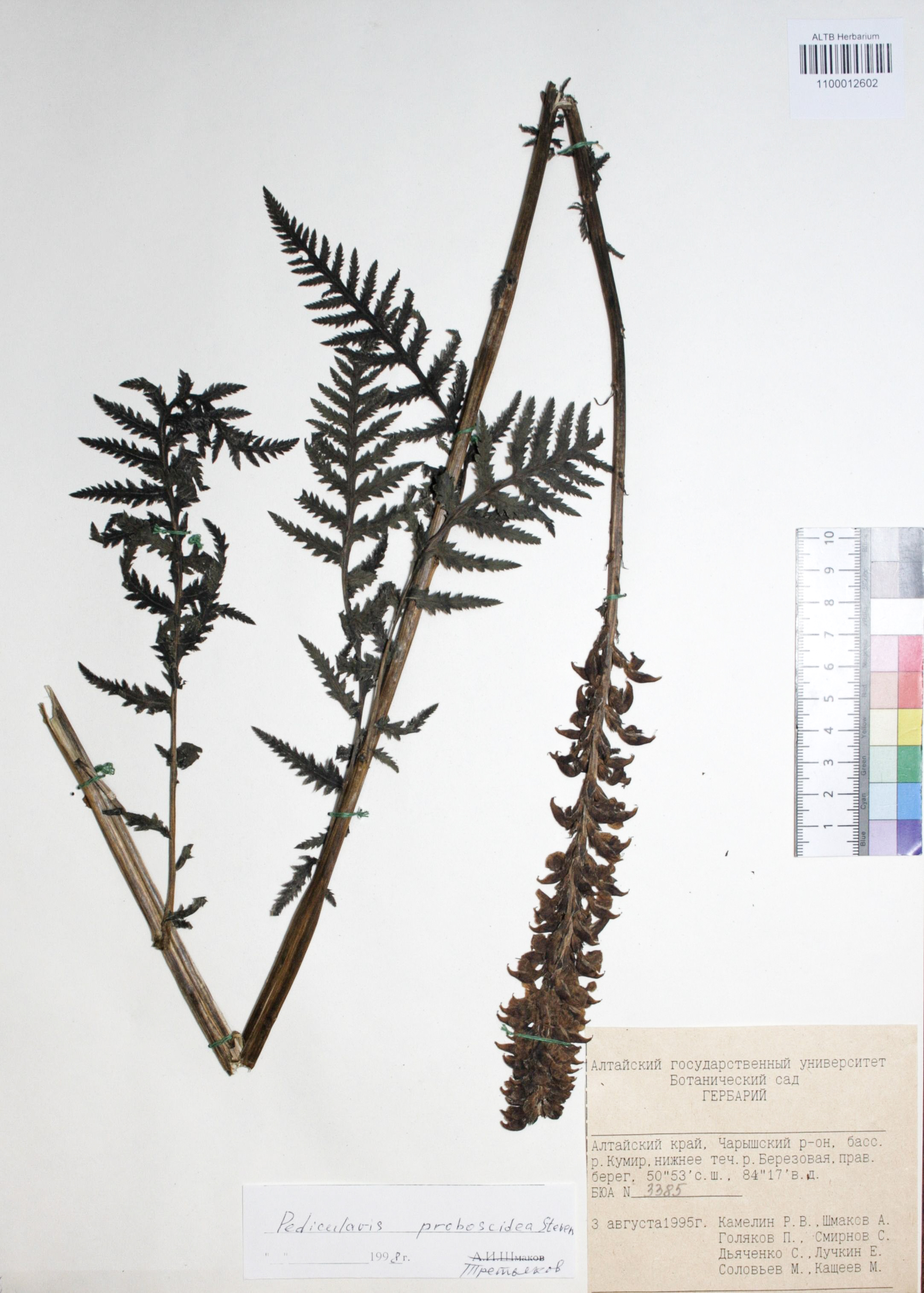 Pedicularis proboscidea Steven