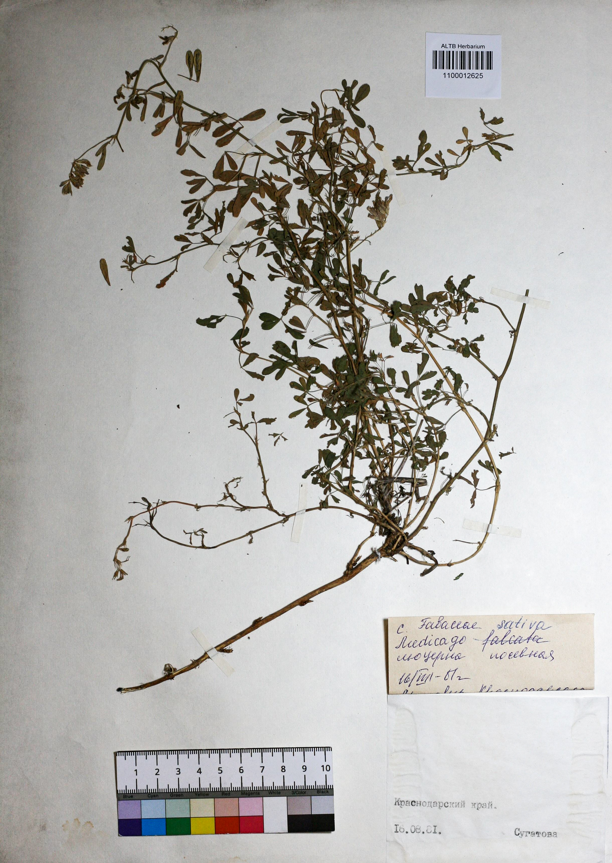 Medicago sativa L.
