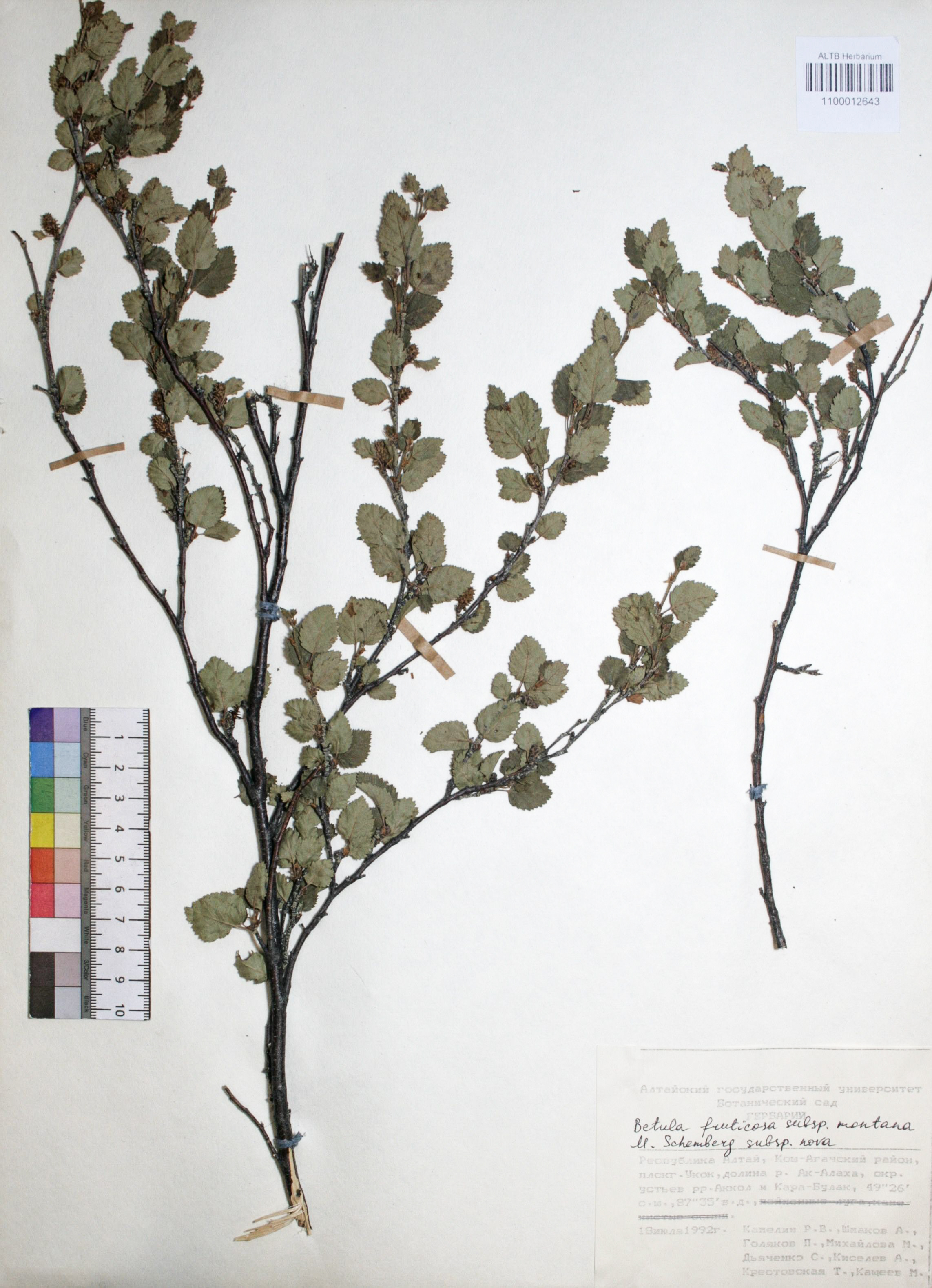 Betula fruticosa Pall