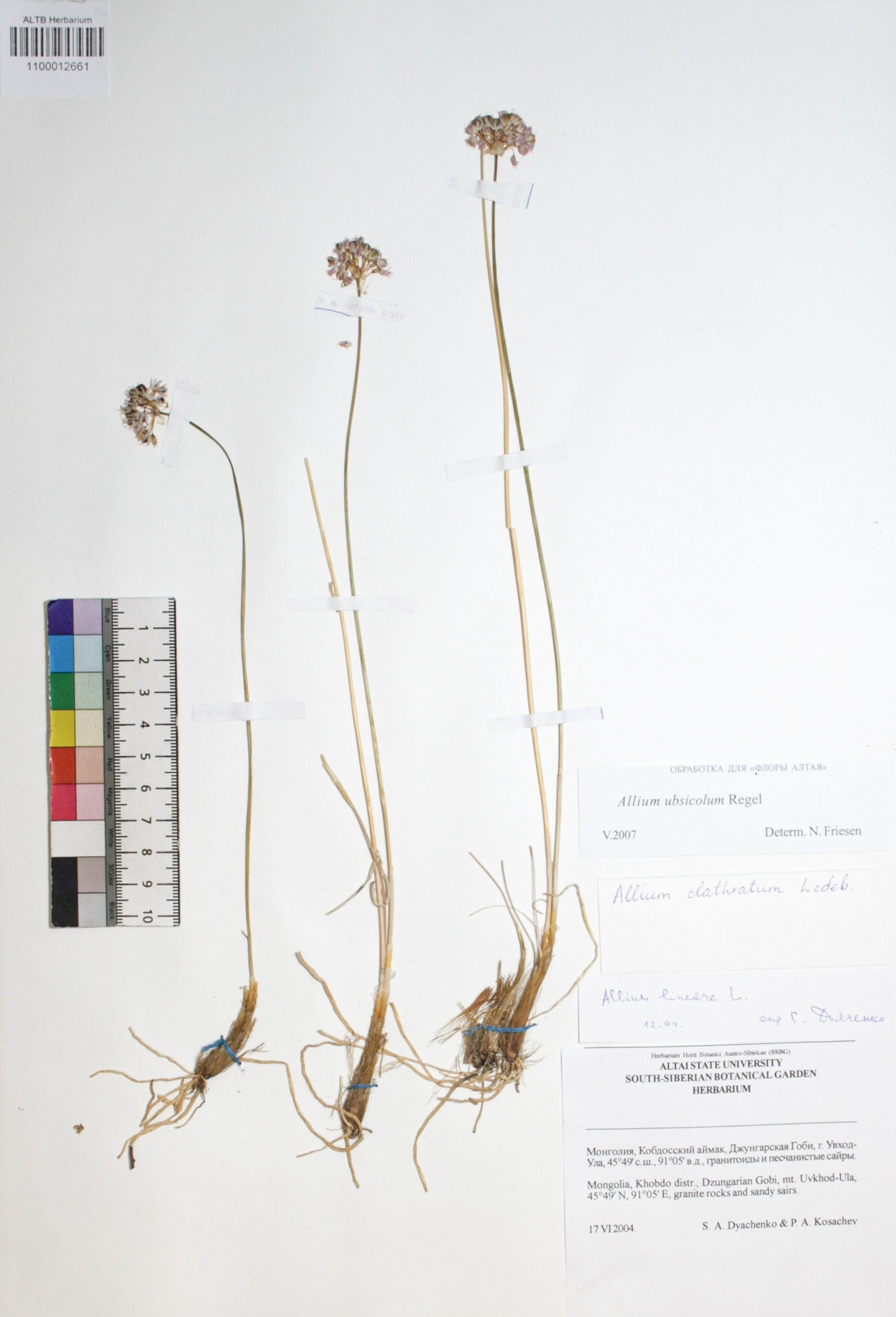 Allium ubsicolum Regel.