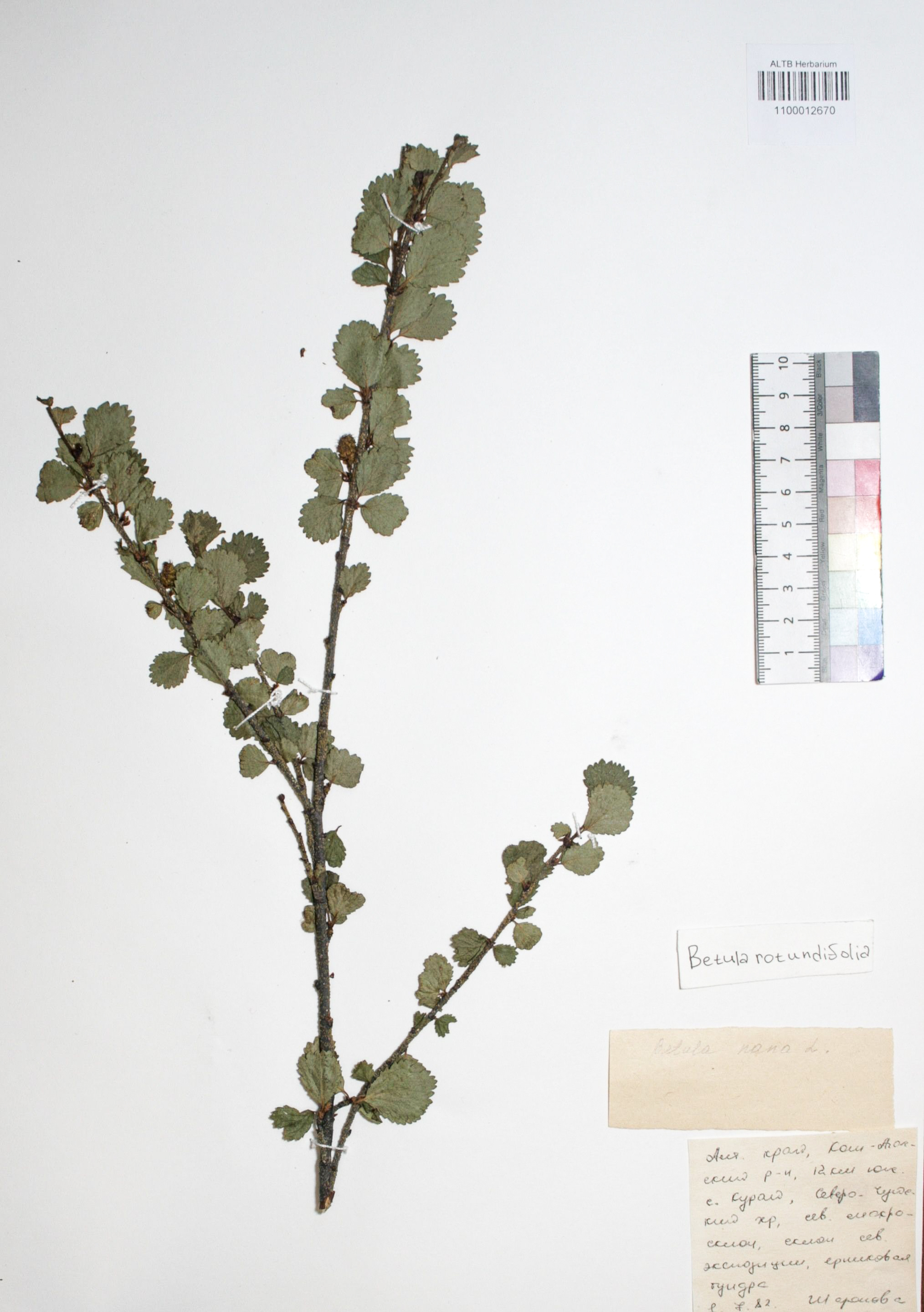 Betula rotundifolia Spach