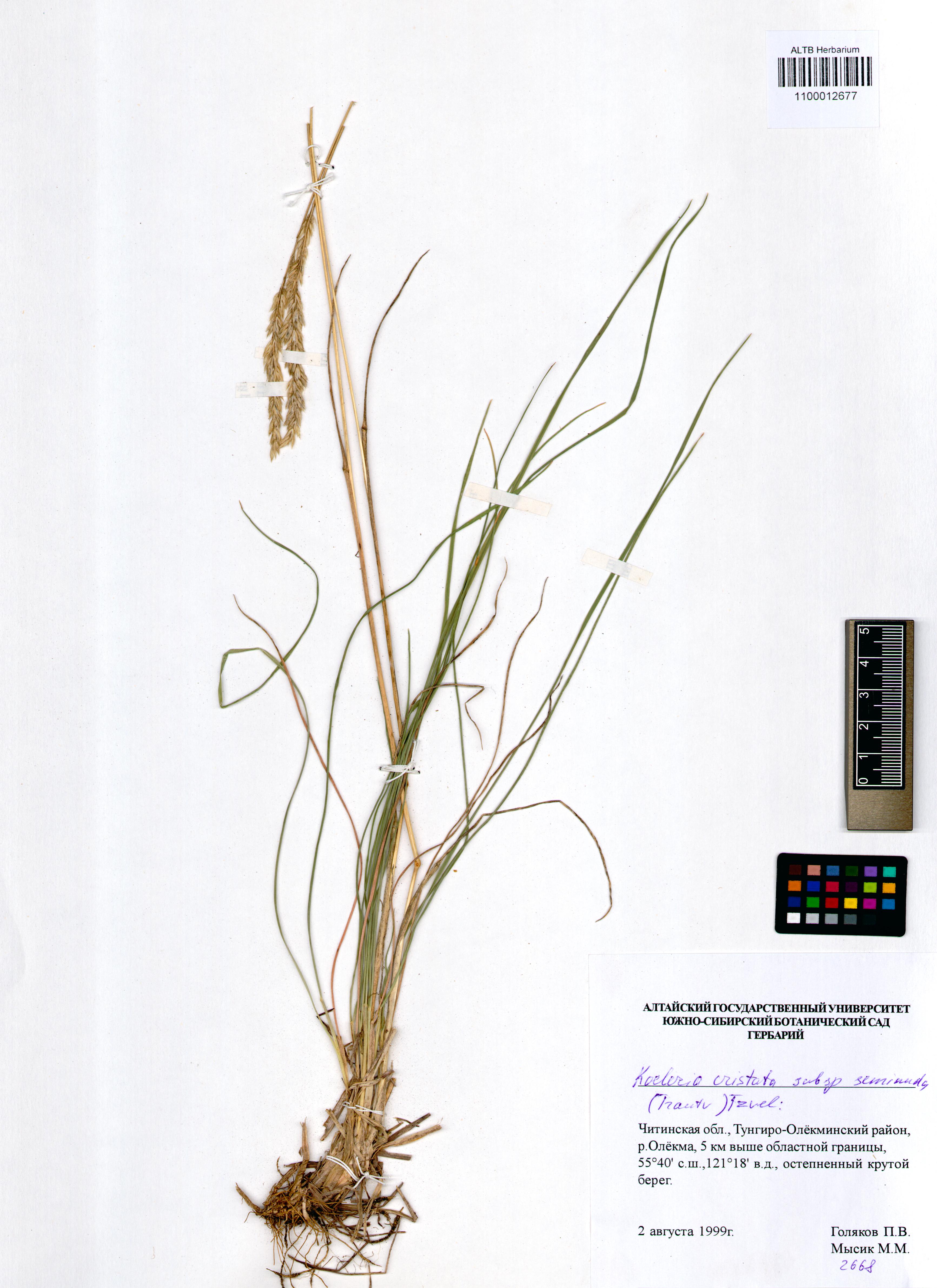 Koeleria cristata ssp. seminuda (Trautv.) Tzvelev