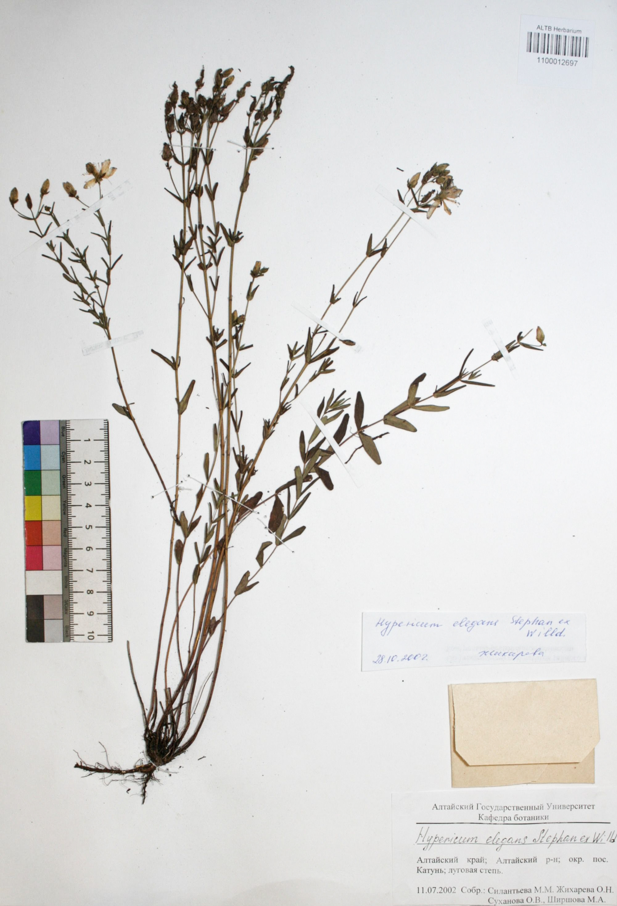 Hypericum elegans Stephan ex Willd.