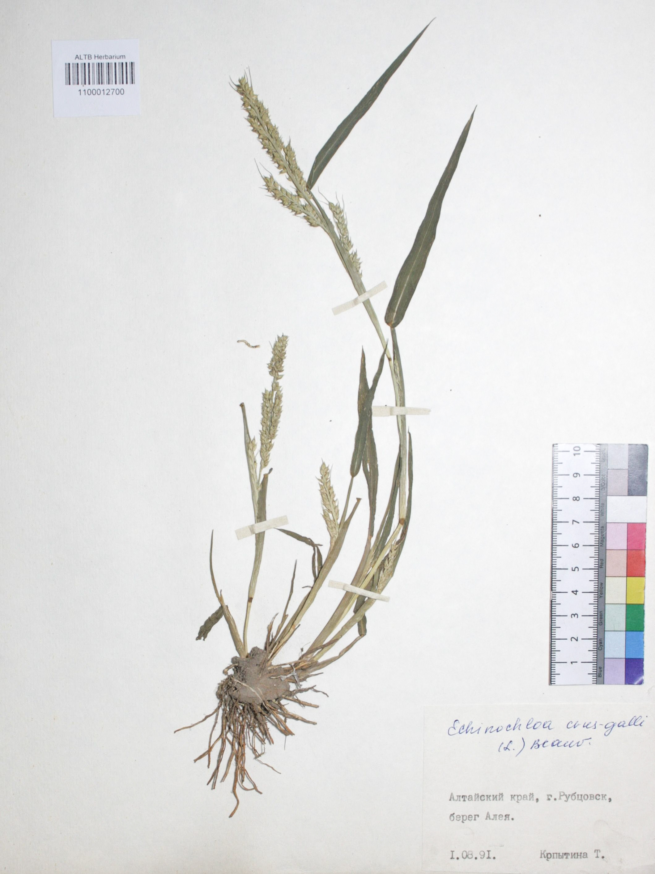 Echinochloa crus-galli (L.) P. Beauv.