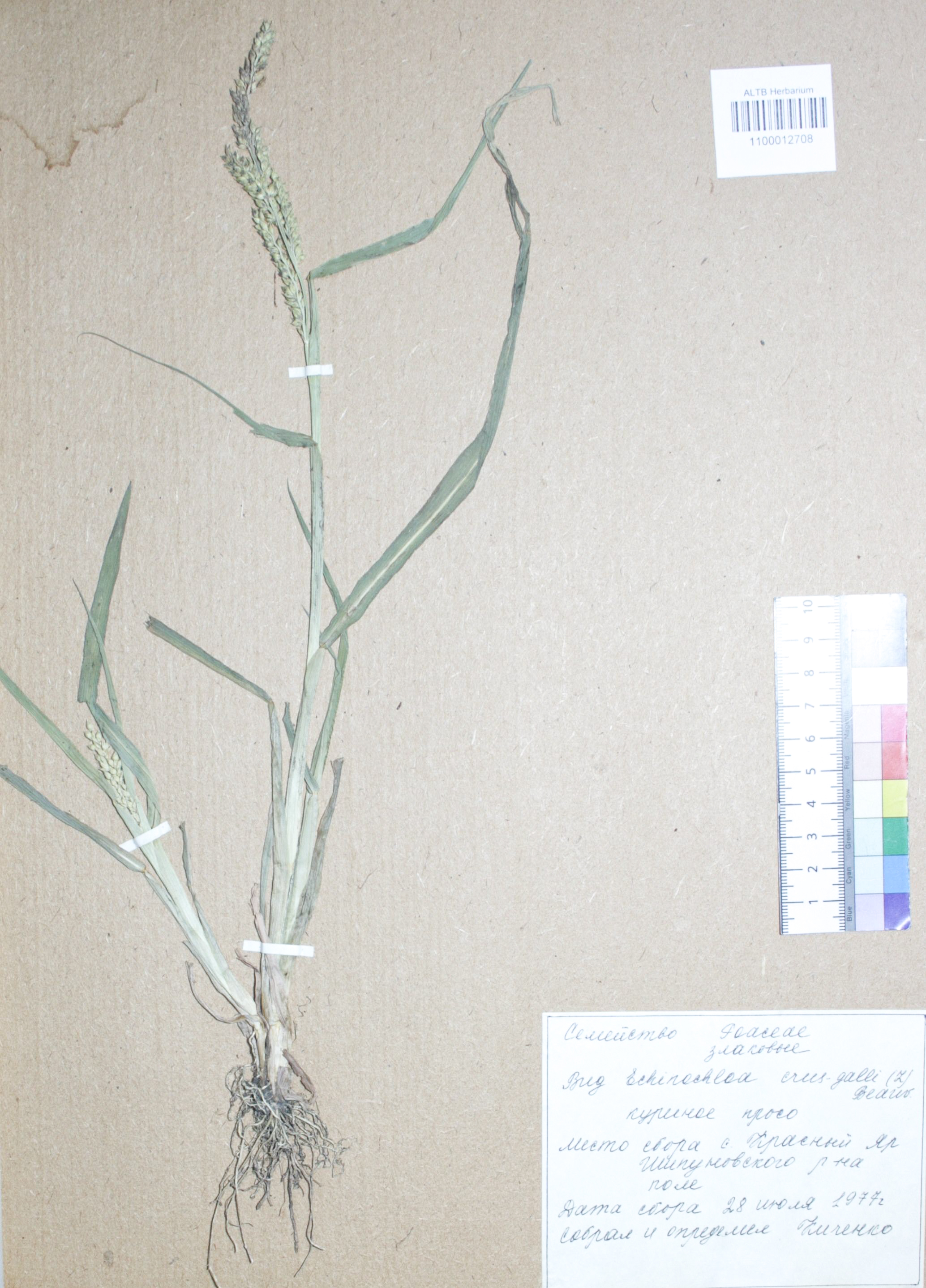 Echinochloa crus-galli (L.) P. Beauv.