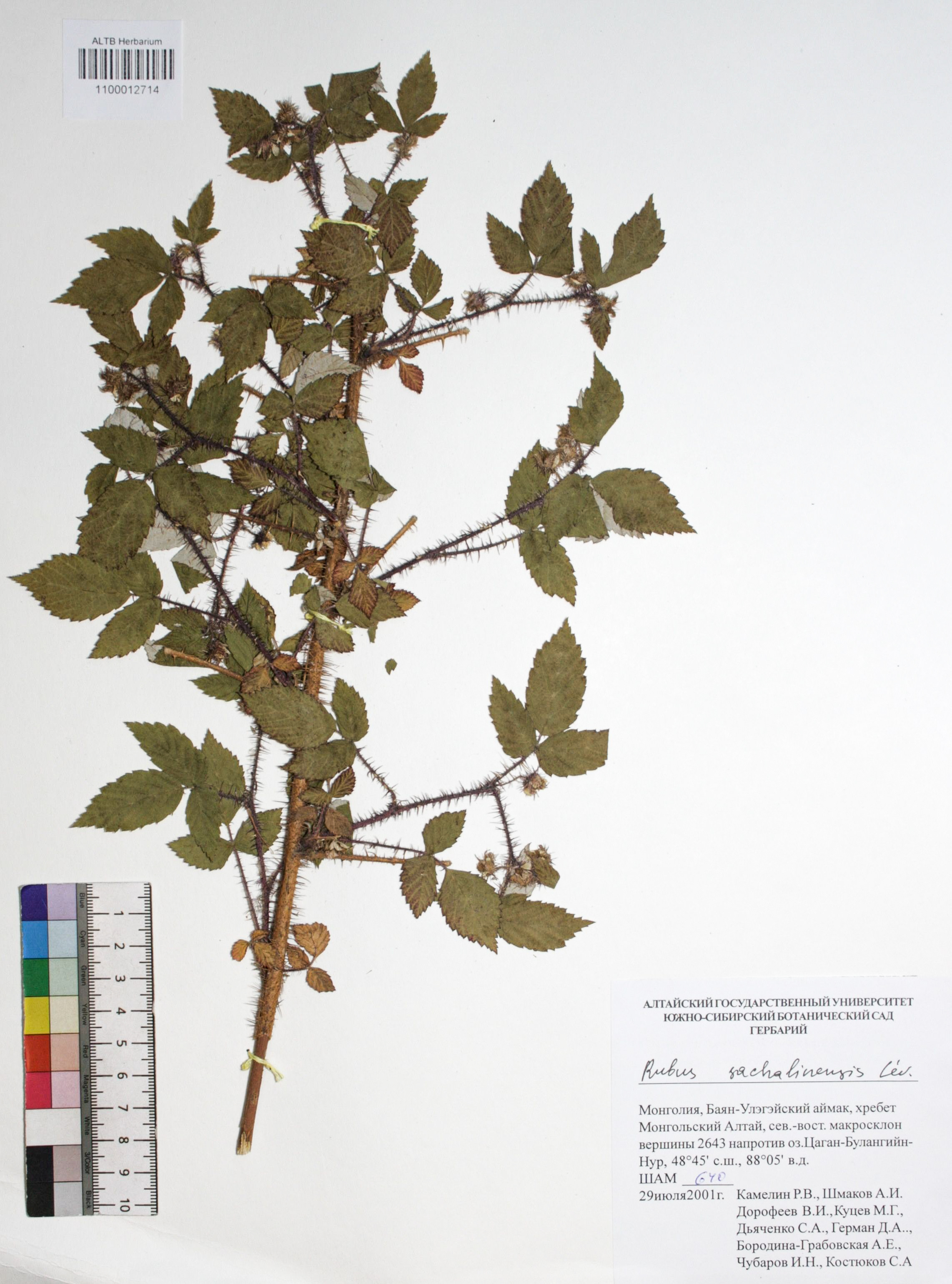 Rubus sachalinensis Levl.