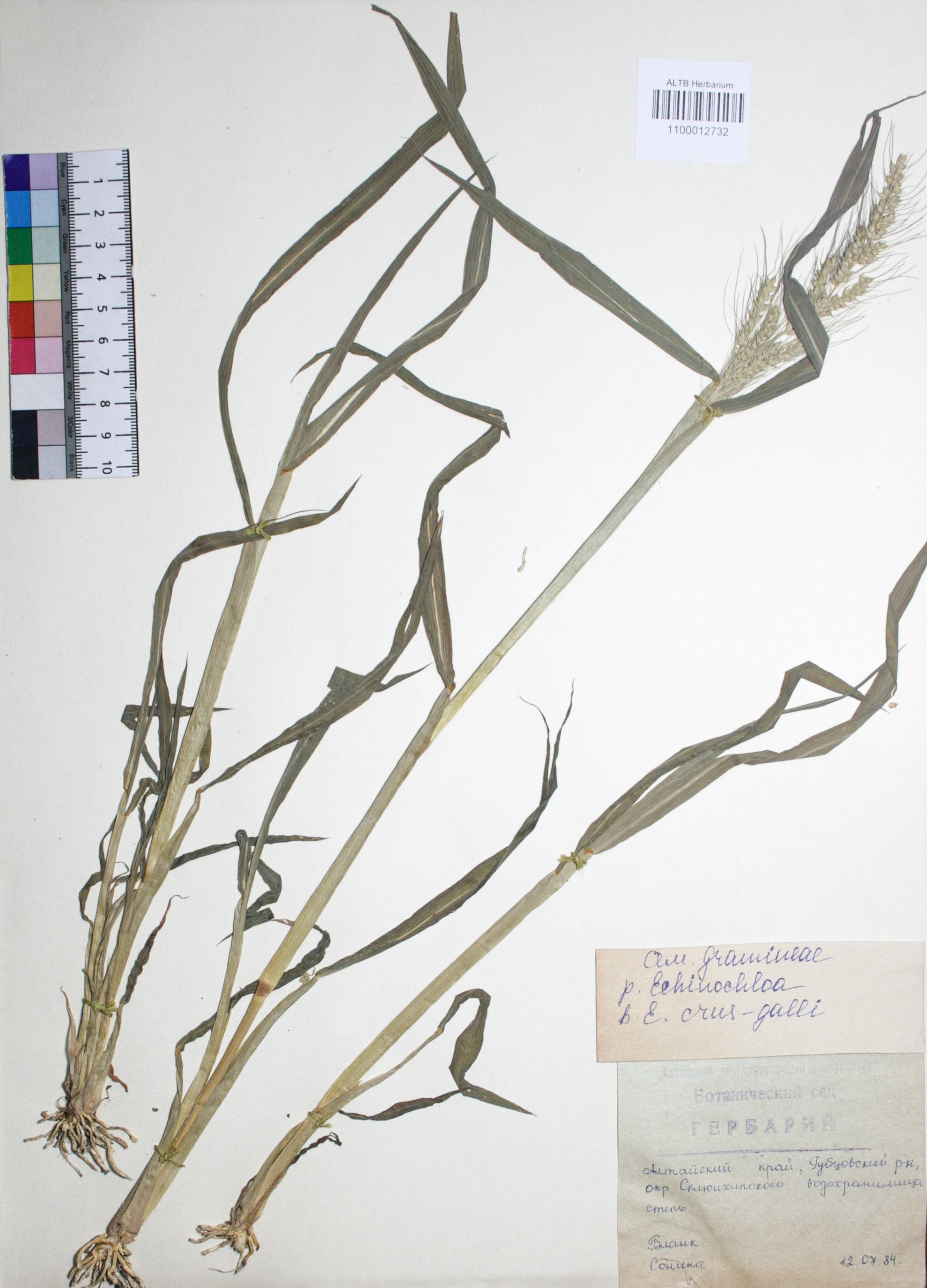 Echinochloa crus-galli (L.) P. Beauv.