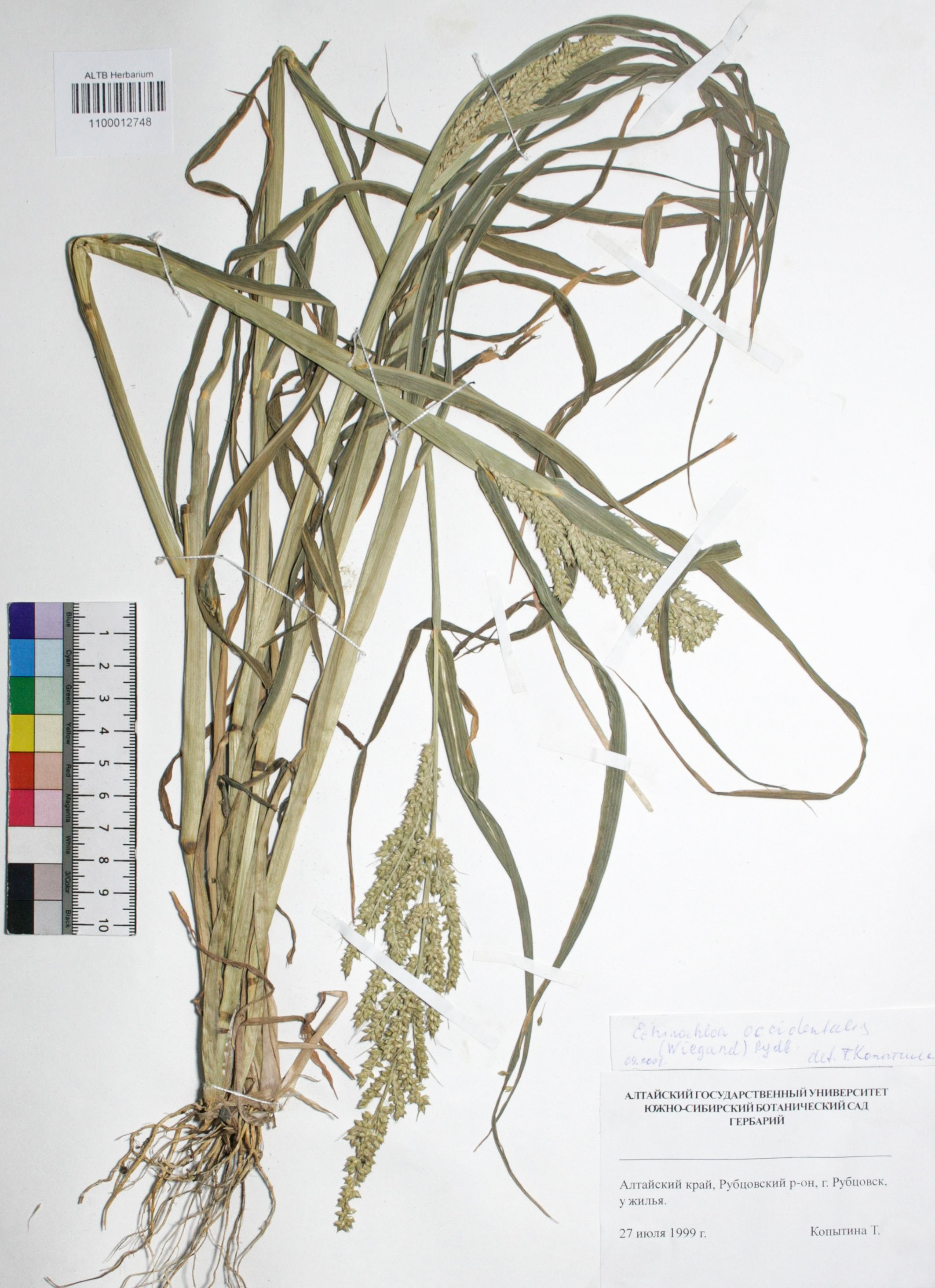 Echinochloa occidentalis (Wiegand) Rydb.