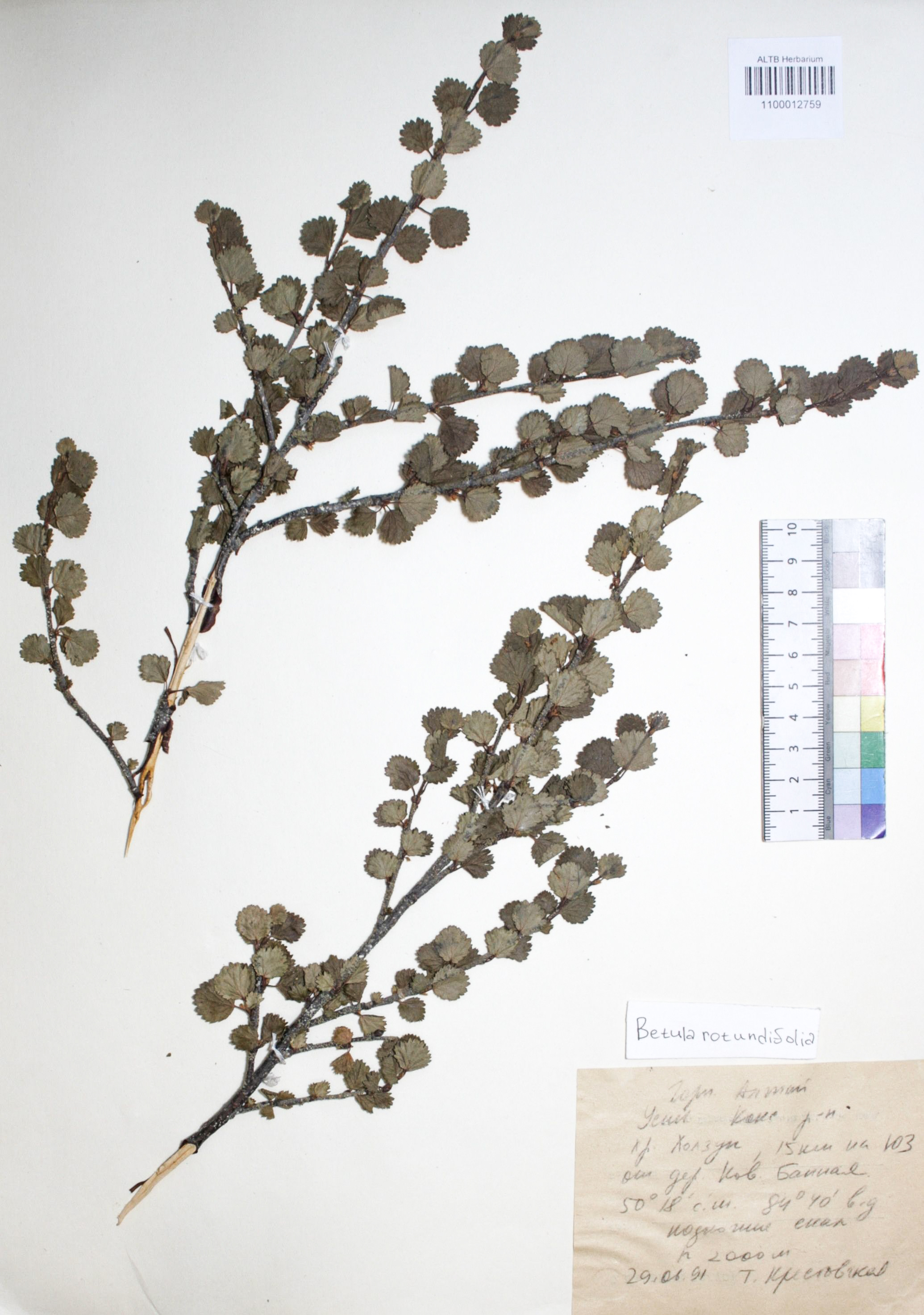 Betula nana subsp. rotundifolia (Spach) Malyschev