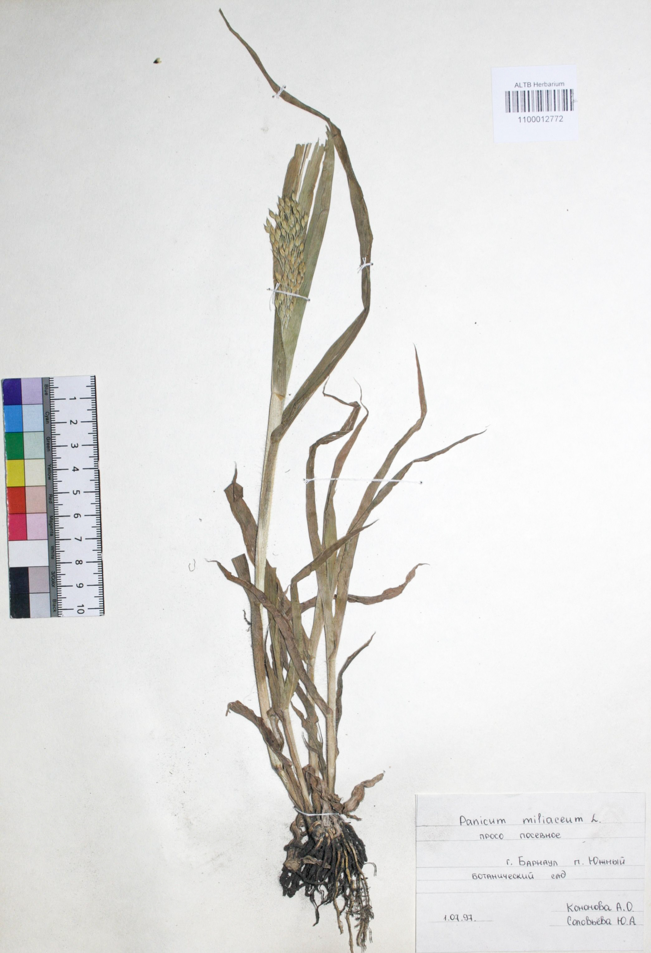 Panicum miliaceum L.