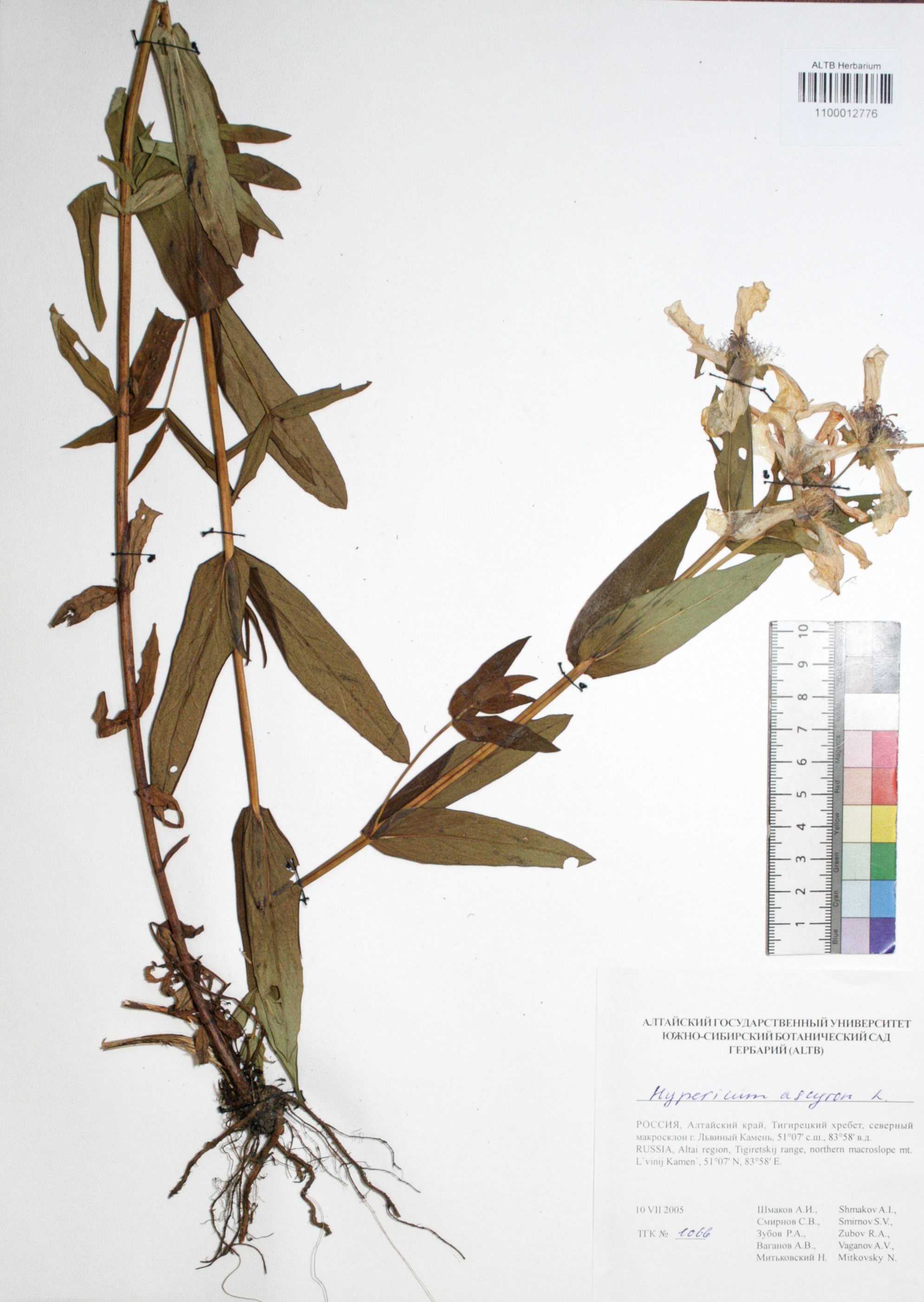 Hypericum ascyron L.