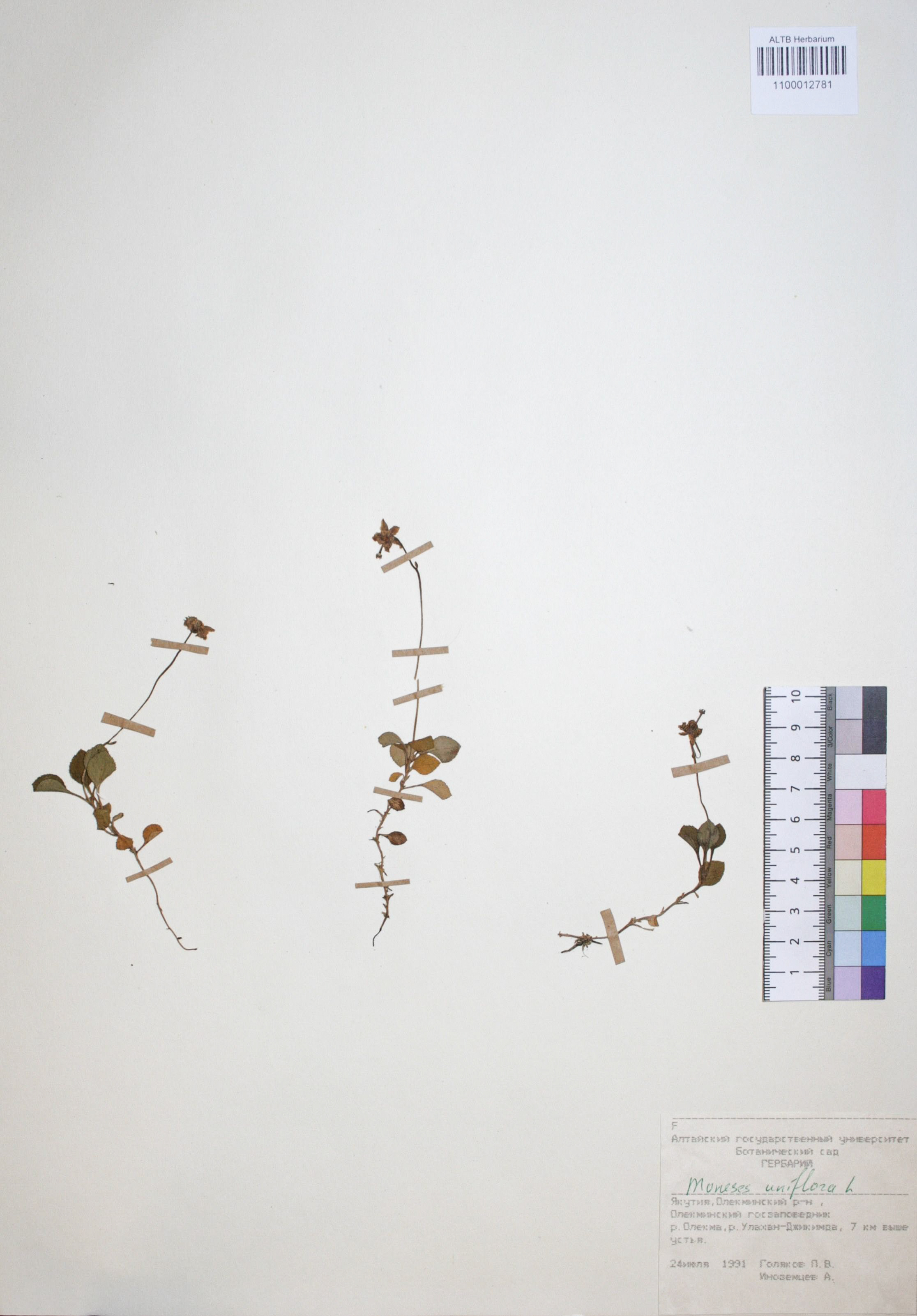 Moneses uniflora (L.) A. Gray