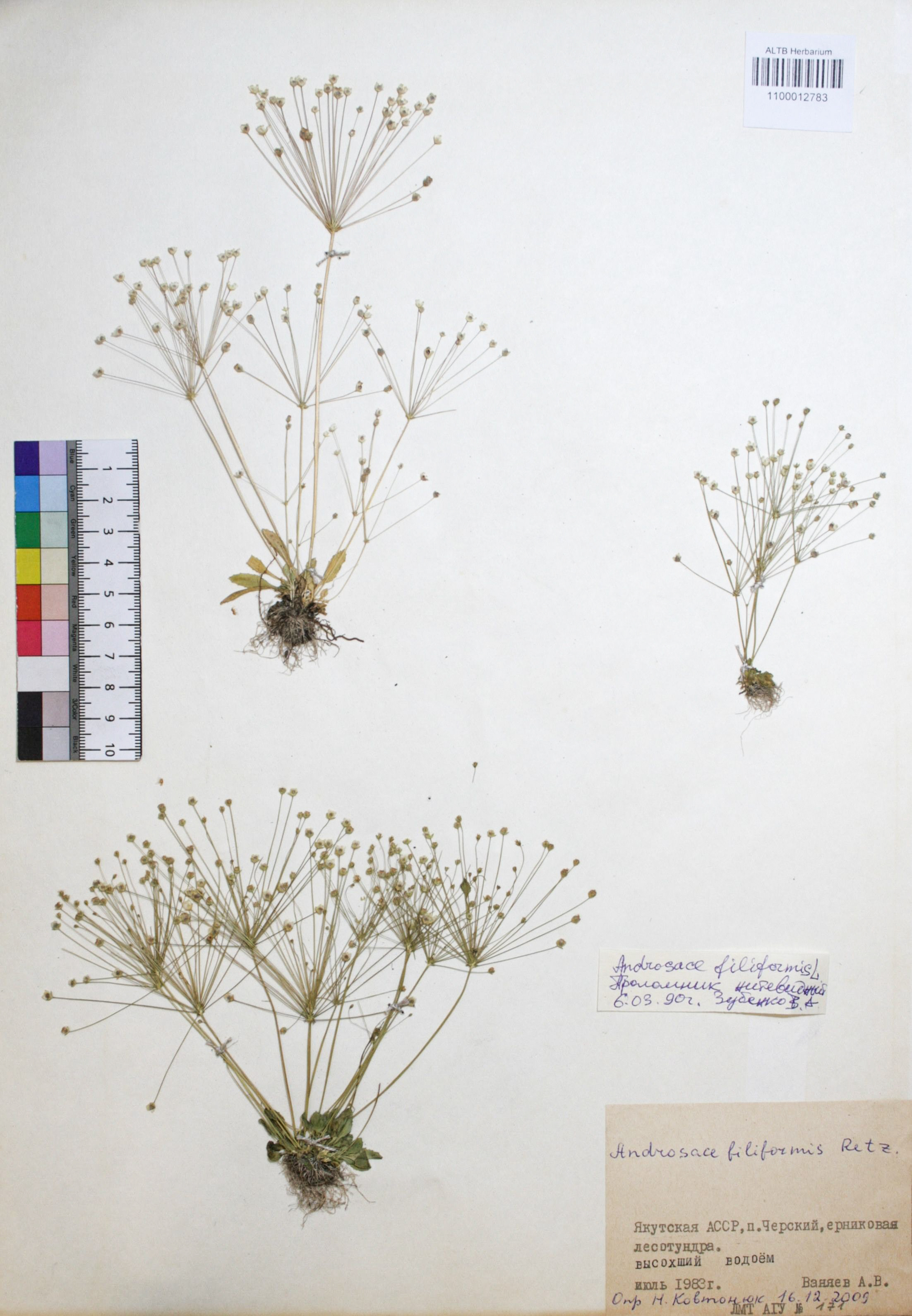 Androsace filiformis Retz.