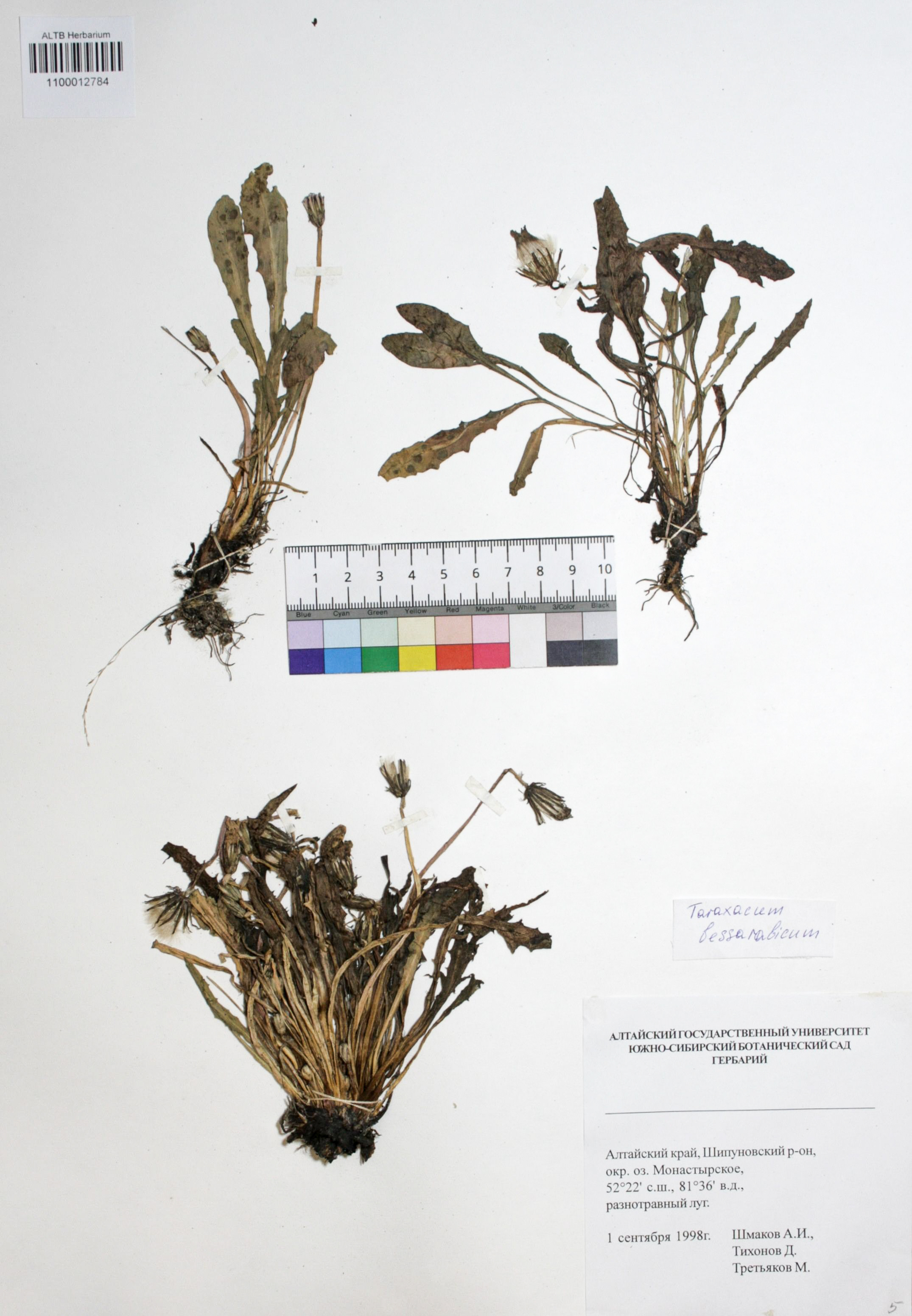 Taraxacum bessarabicum (Hornem.) Hand.-Mazz.