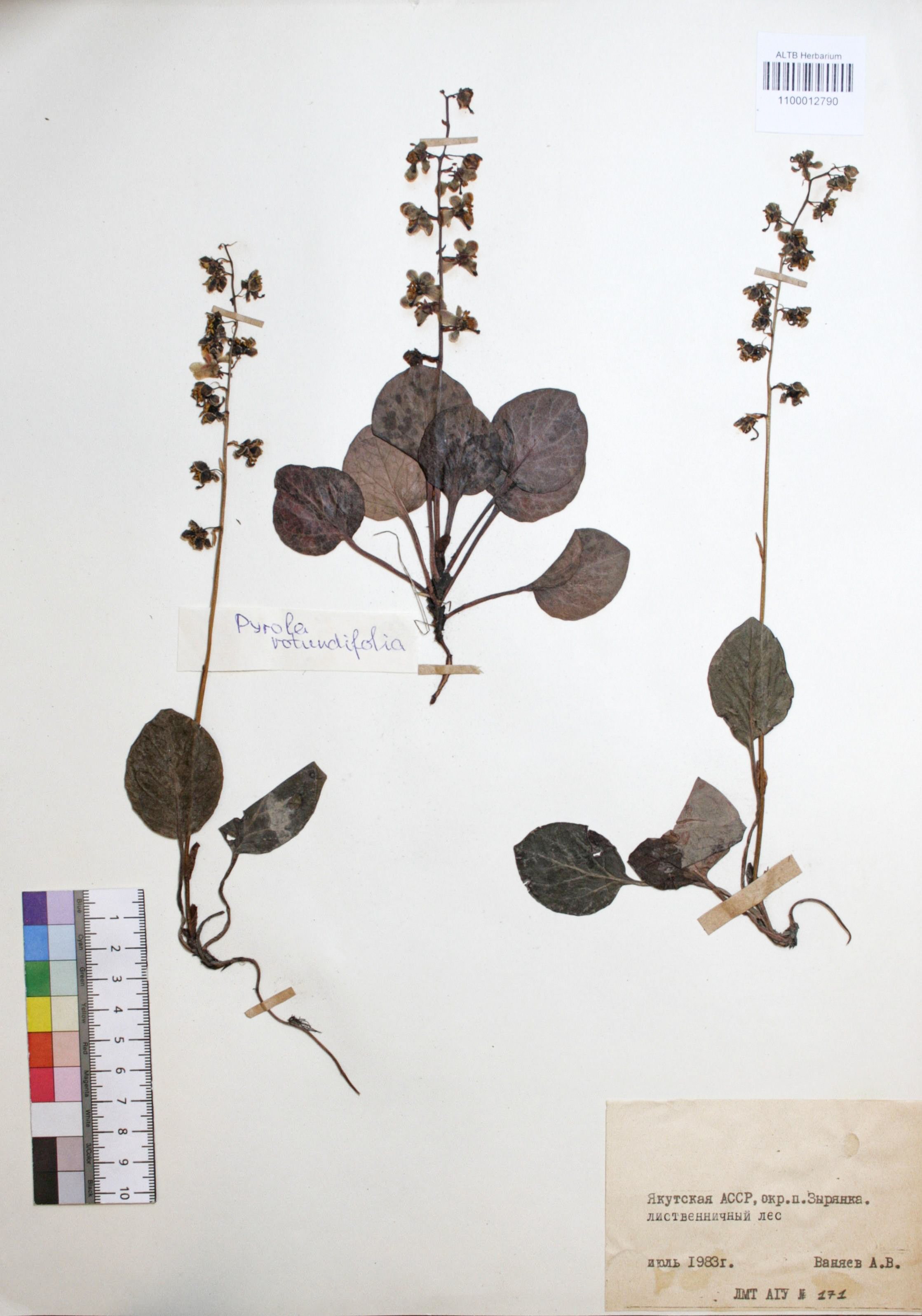 Pyrola rotundifolia L.