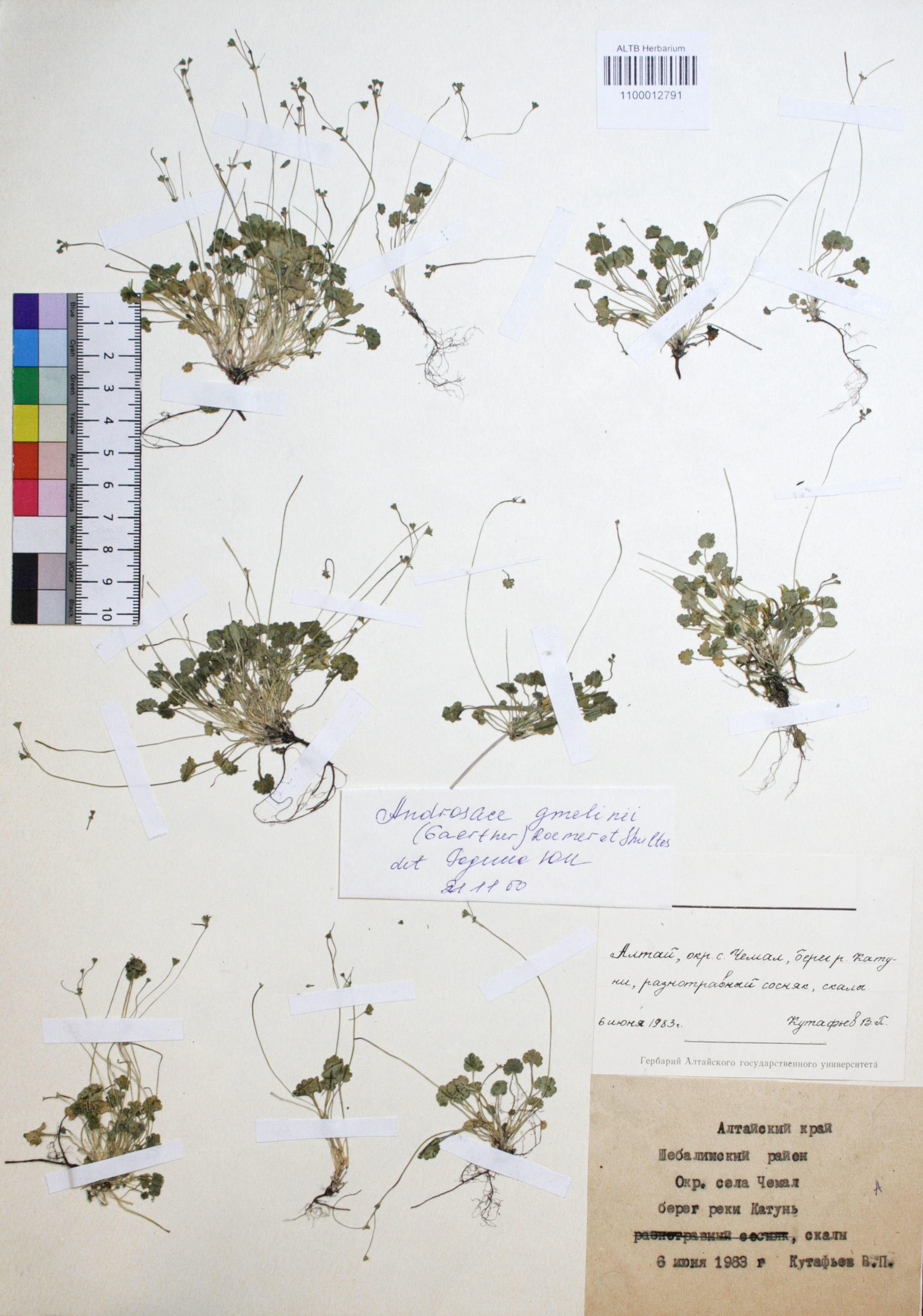 Androsace gmelinii (Gaertn.) Roem. & Schult.