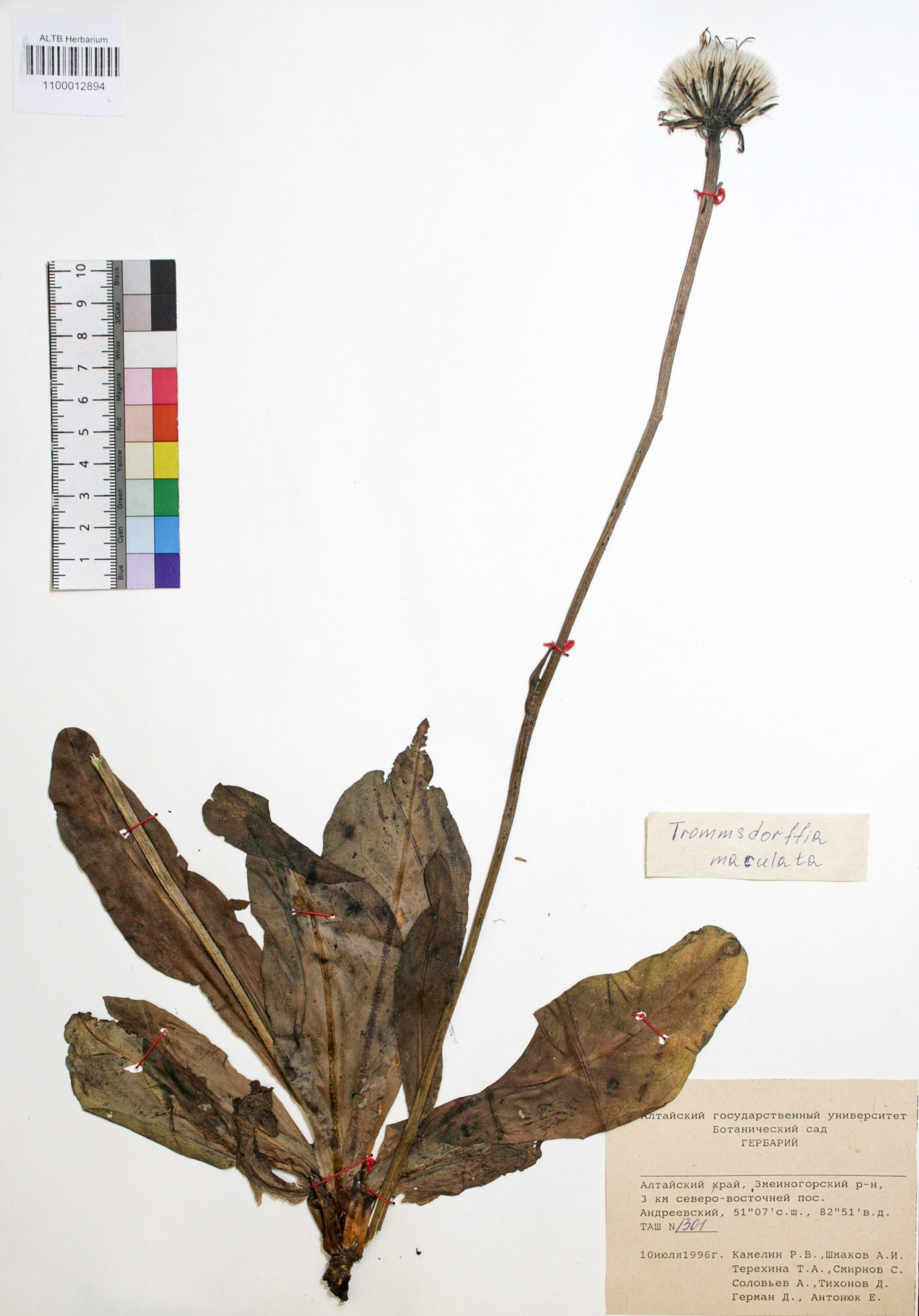 Trommsdorffia maculata (L.) Bernh.