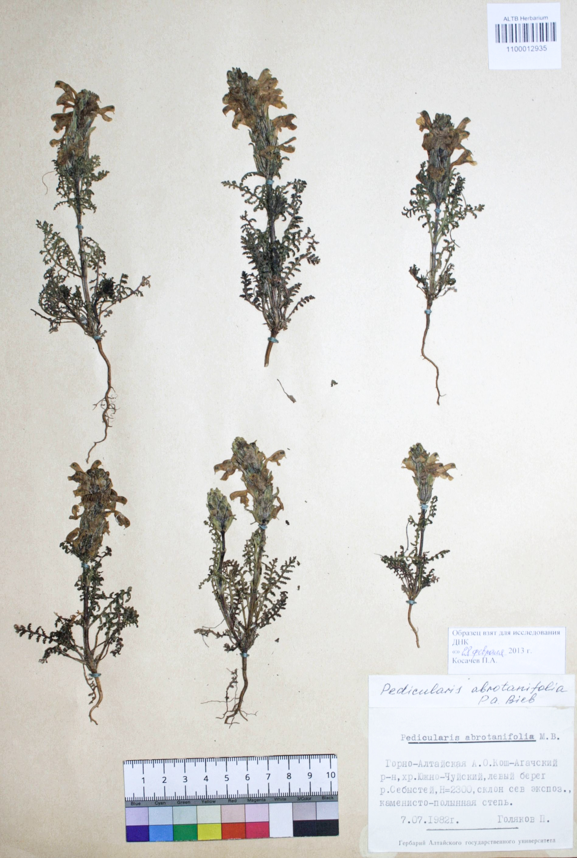 Pedicularis abrotanifolia Bieb. ex Steven