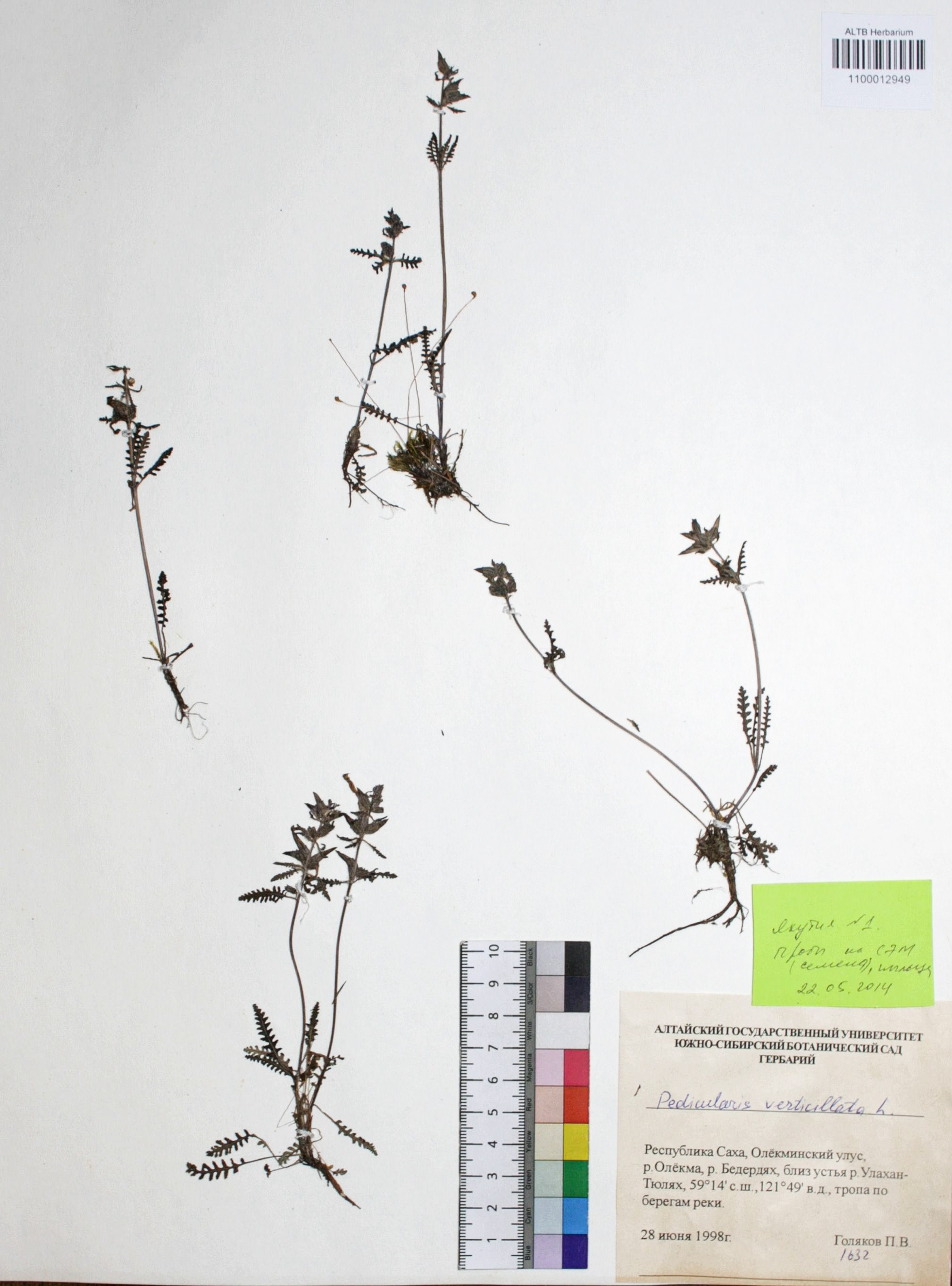 Pedicularis verticillata L.