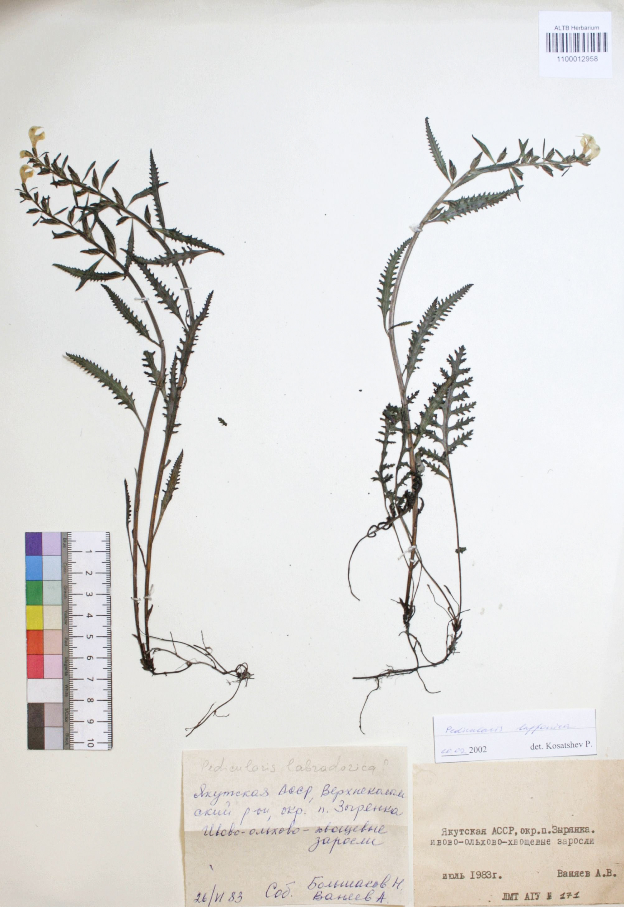 Pedicularis lapponica L.