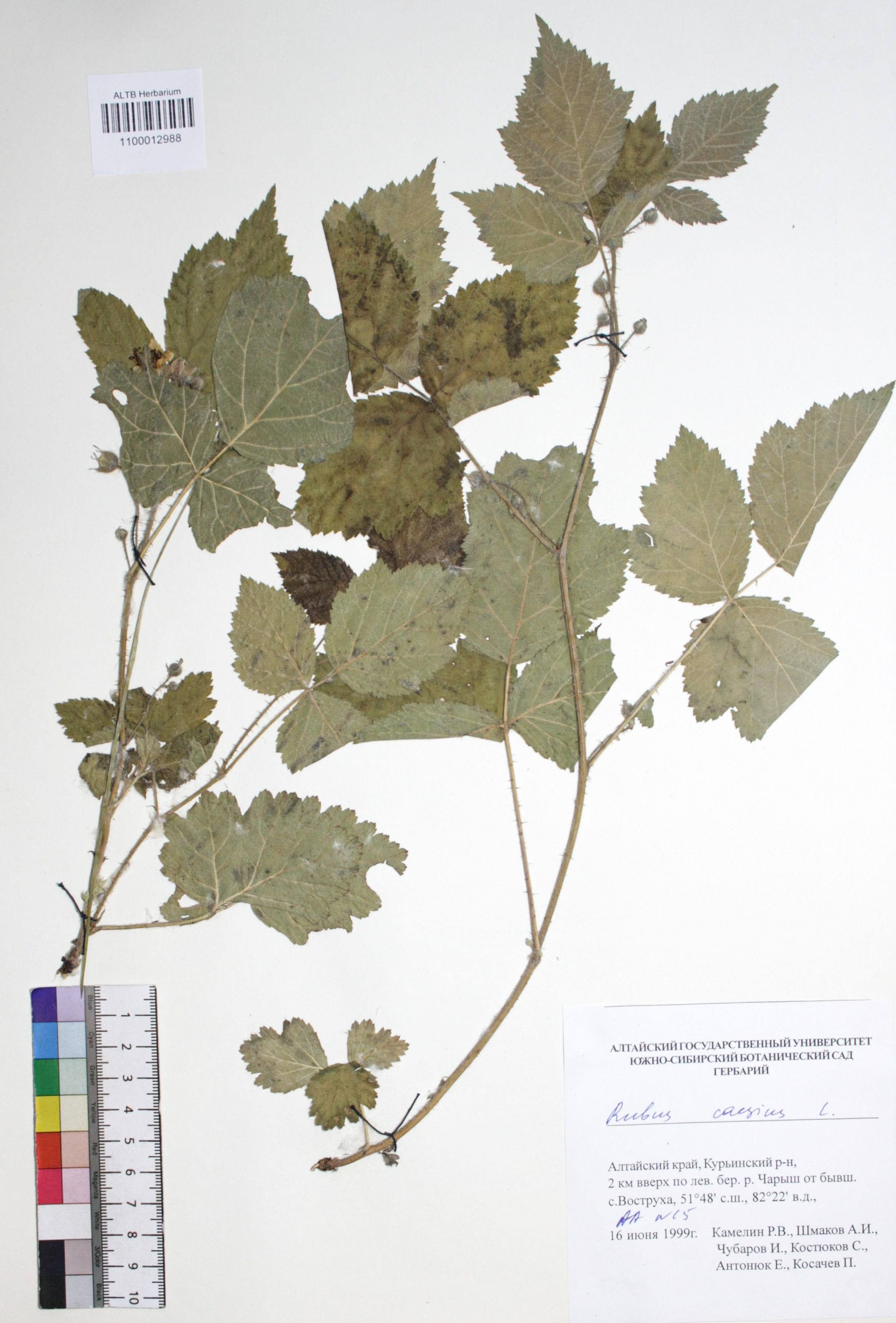 Rubus caesius L.