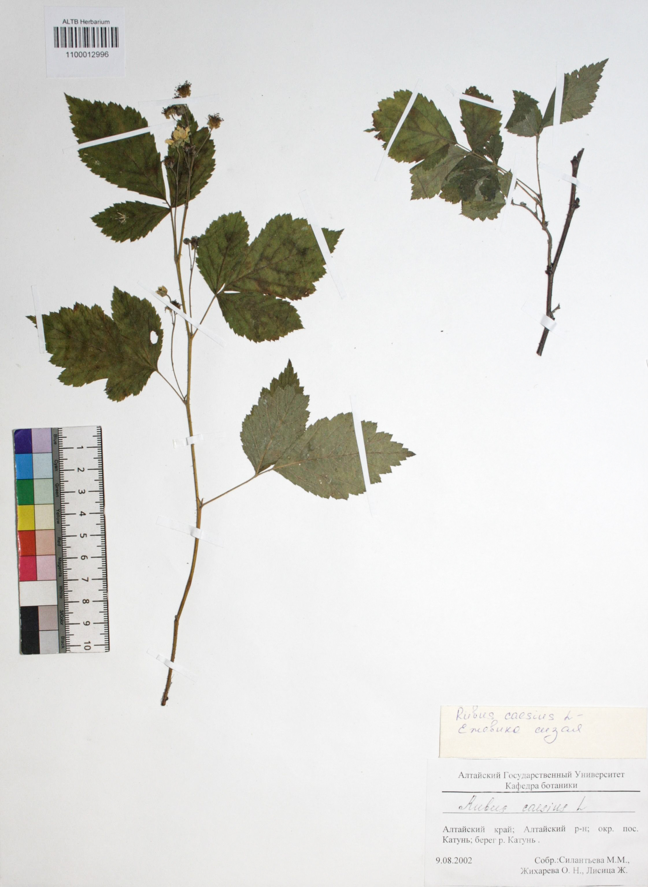 Rubus caesius L.